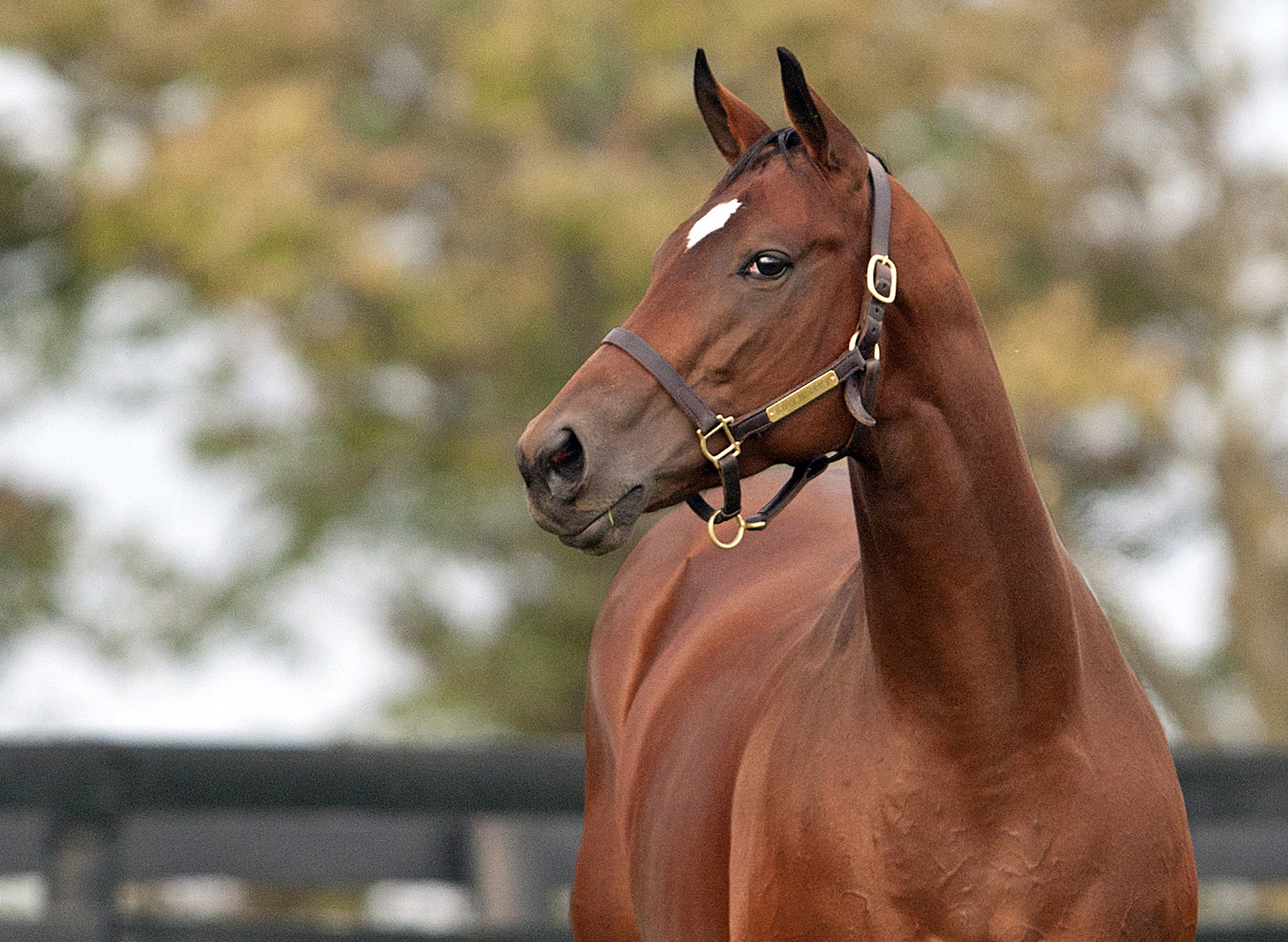 Havre de Grace portrait