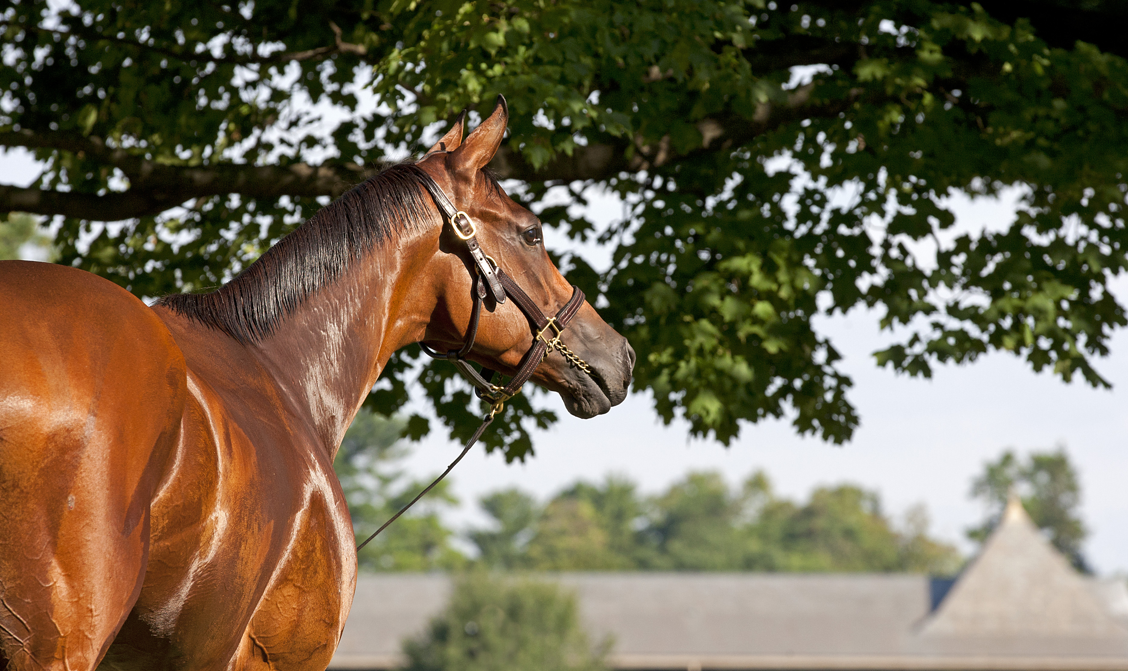 Havre de Grace at Saratoga - Sept. 1, 2011
