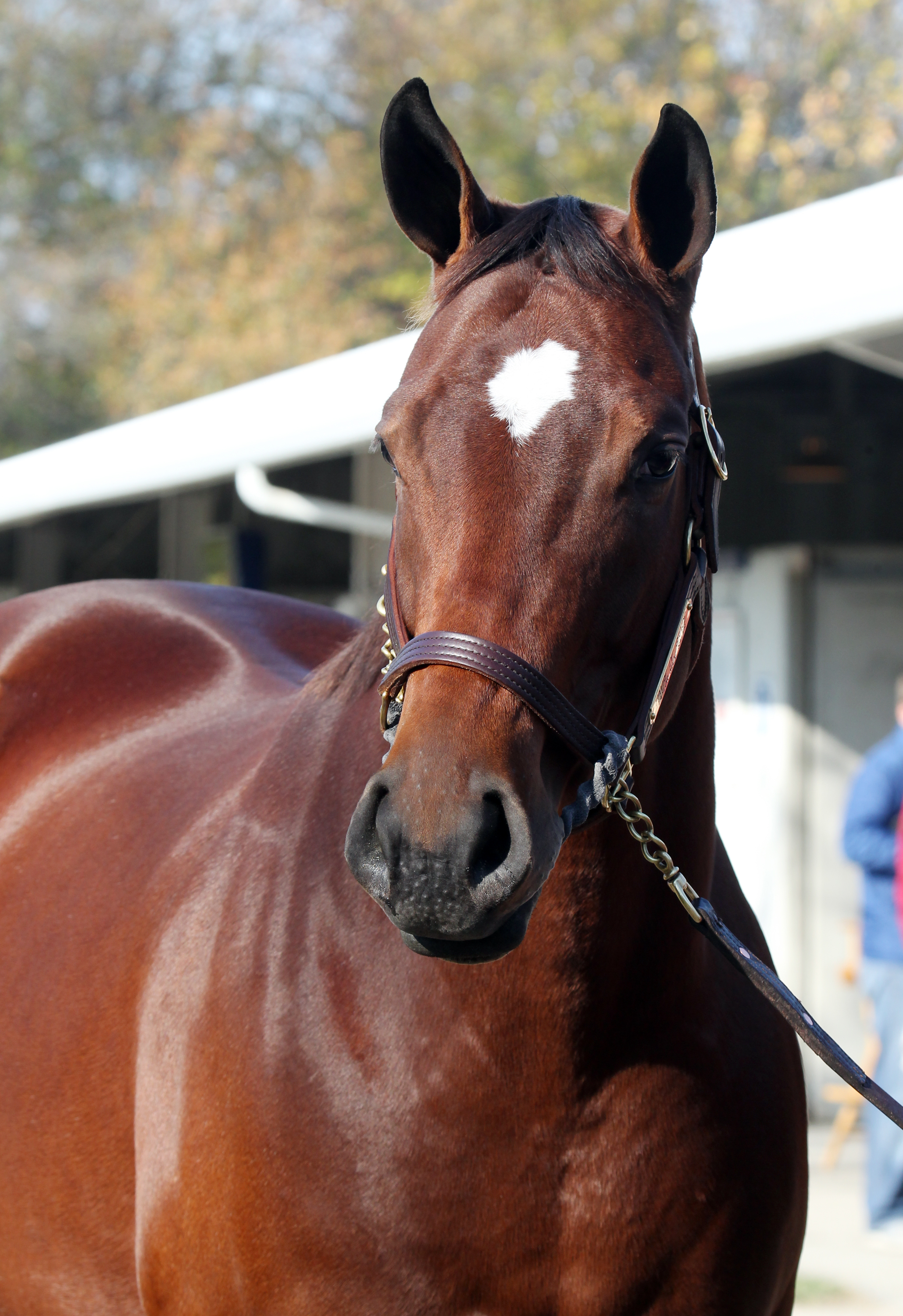 Havre de Grace at Fasig-Tipton November sale