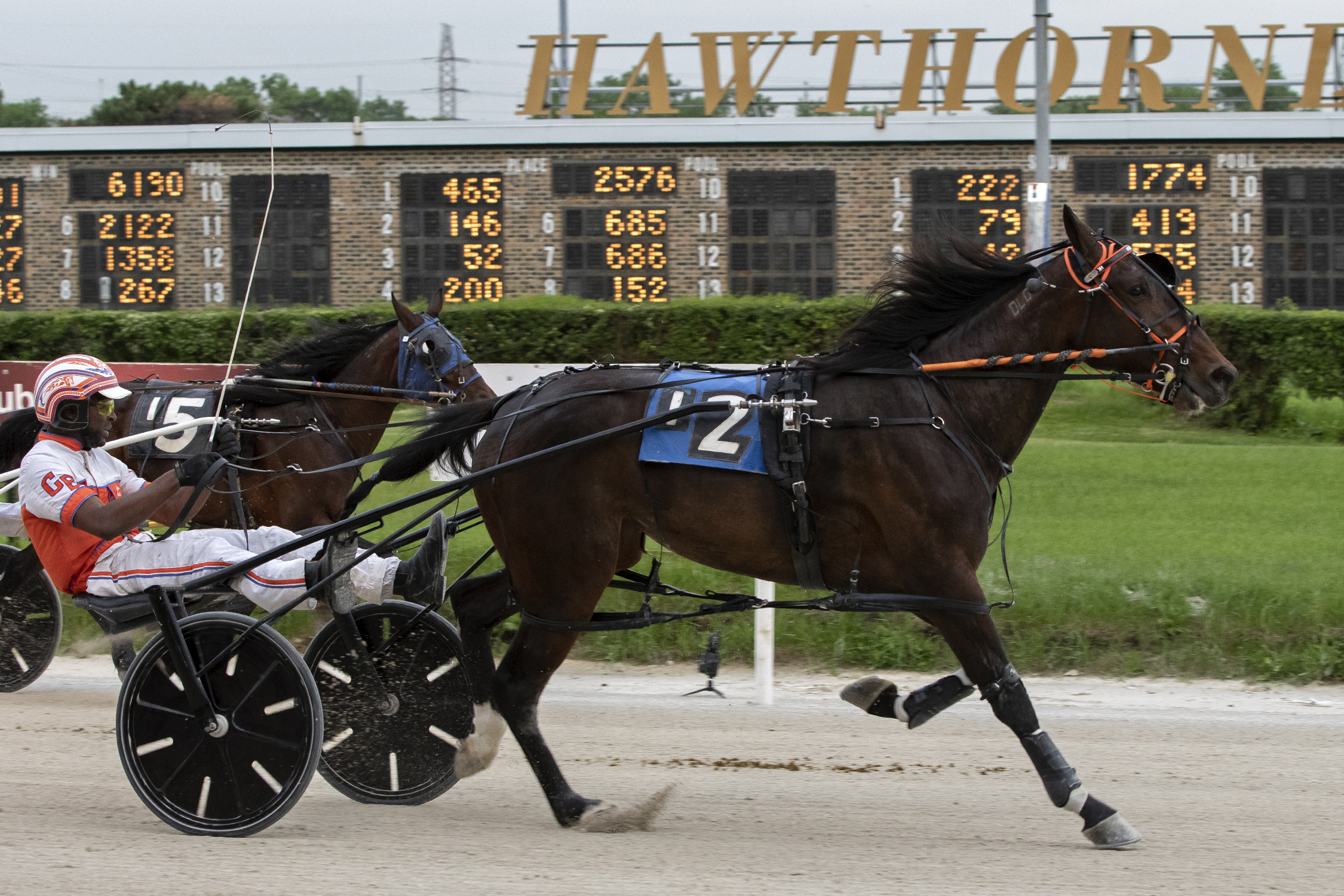 Hawthorne harness