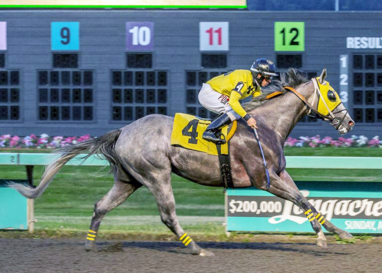 He's Not Grey wins a July 12 claiming race at Emerald Downs