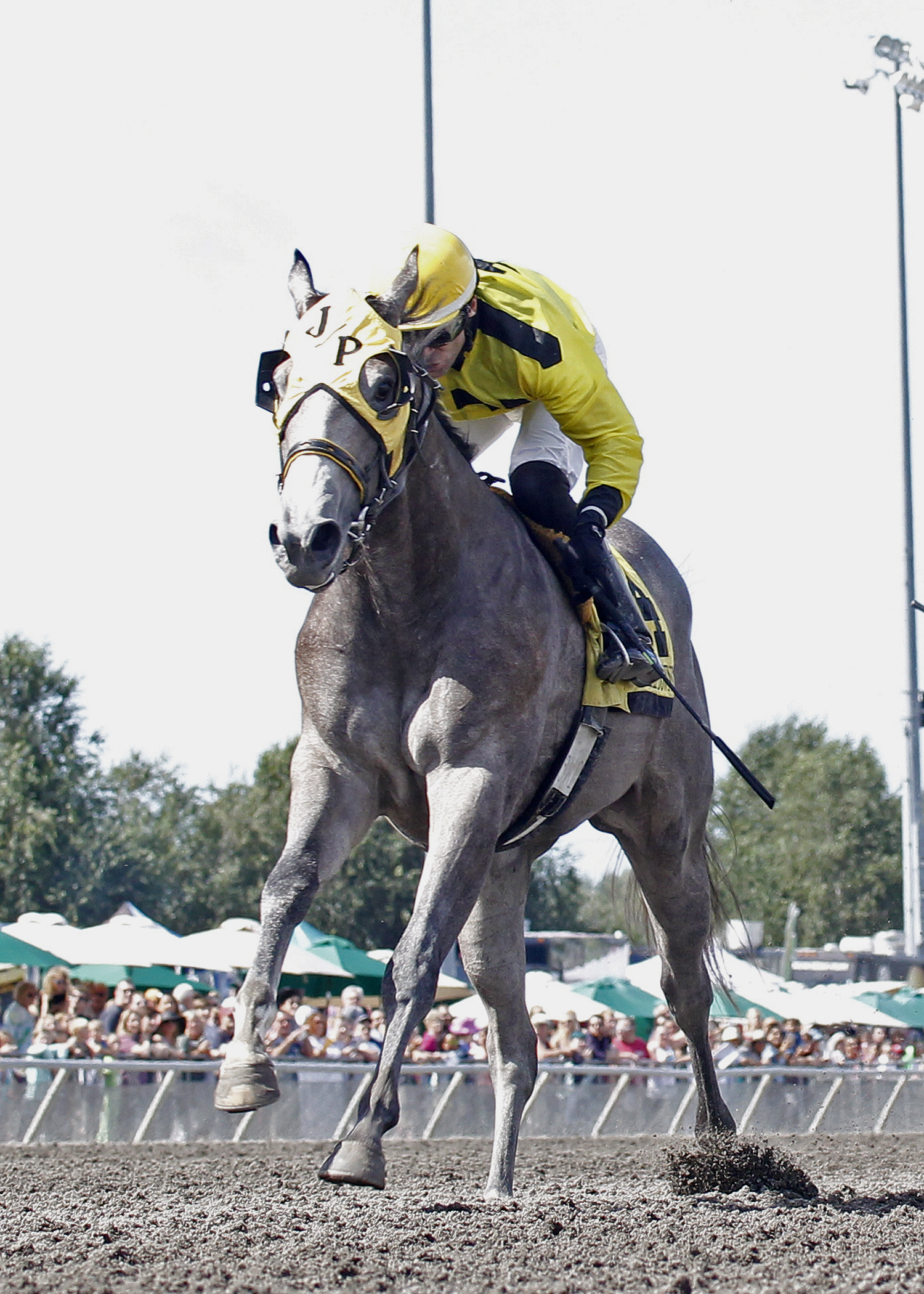 He's Not Grey wins the 2017 Emerald Express Stakes