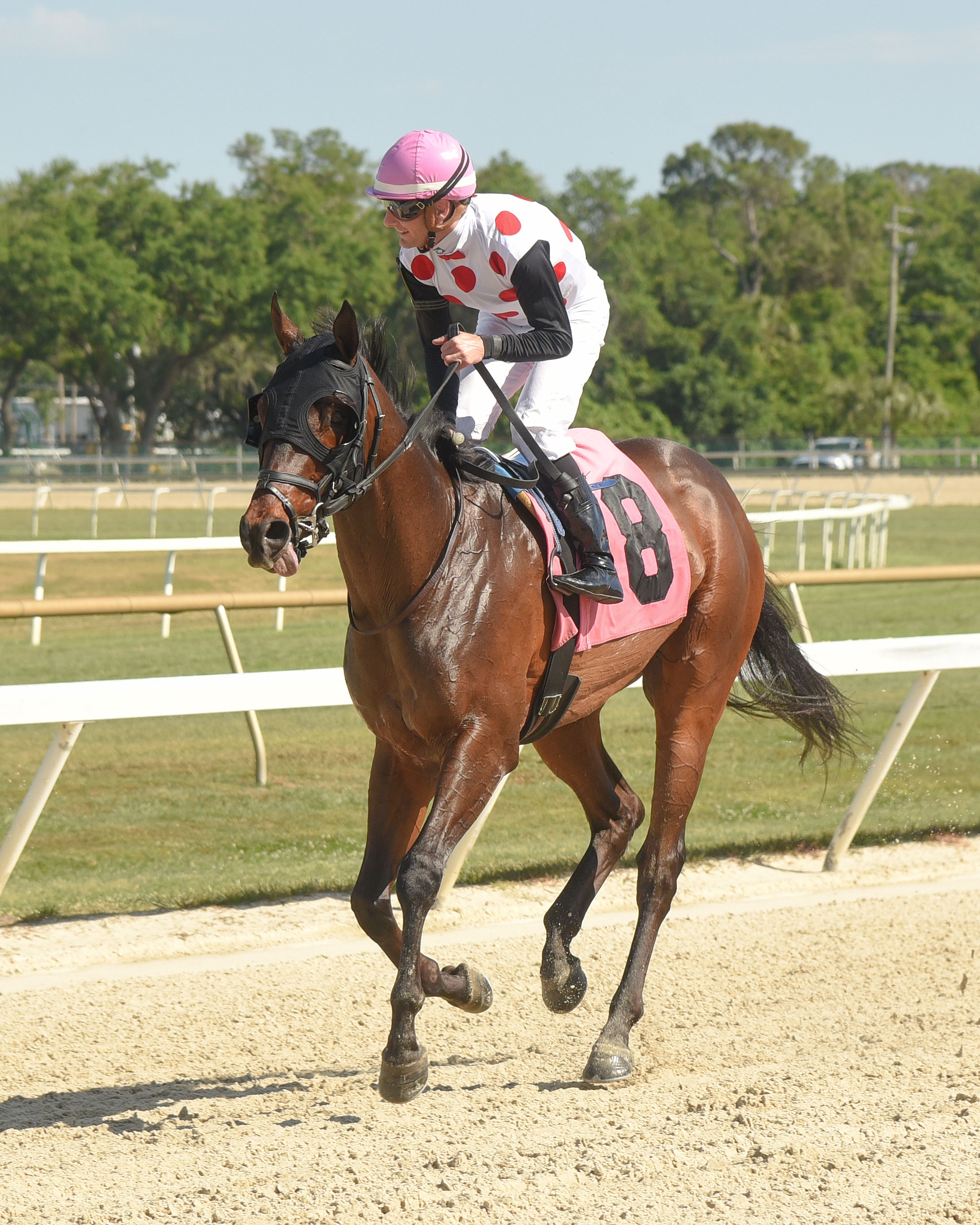 He-s Bankable after winning the 2018 Sophomore Turf Stakes