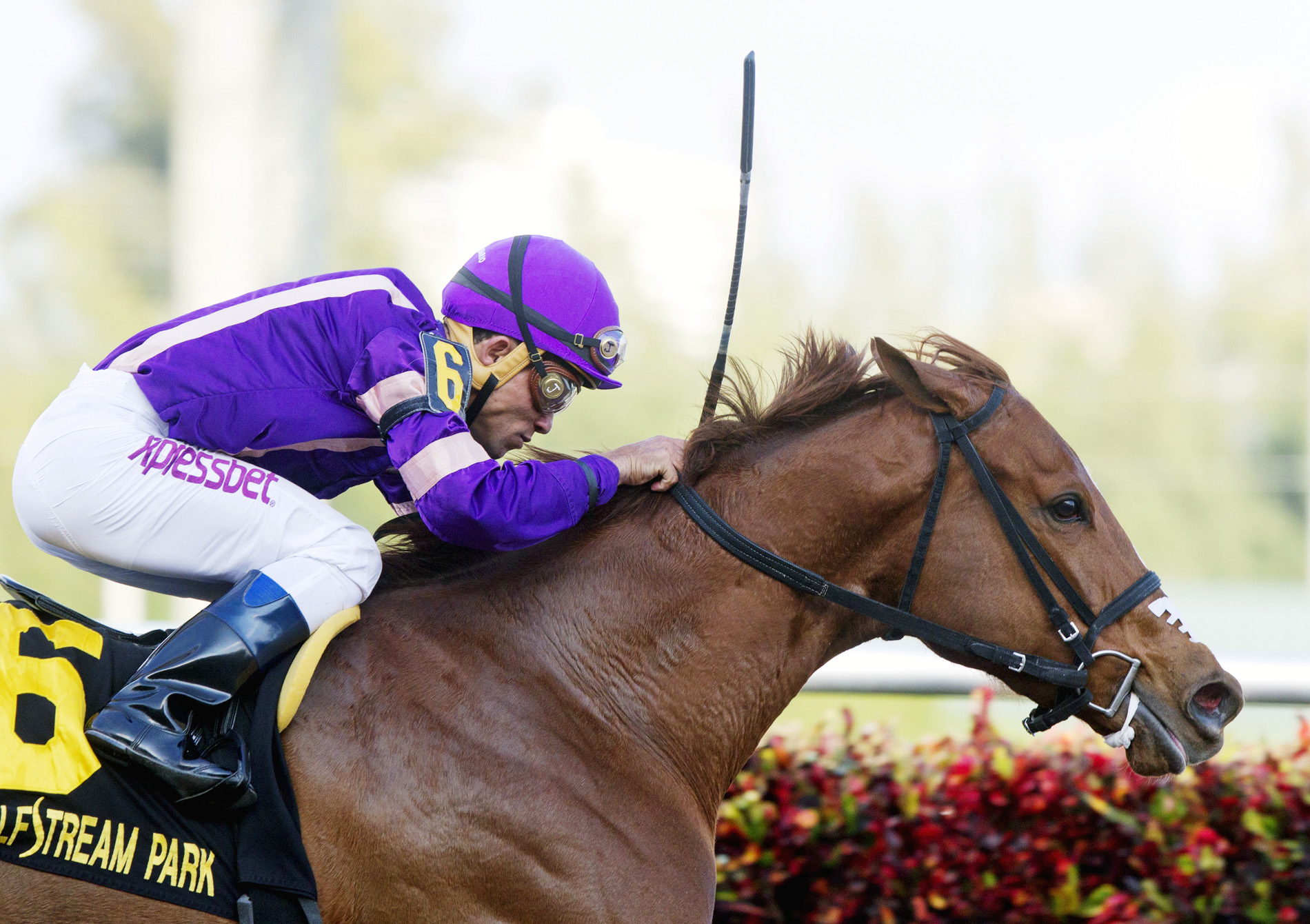 Heart Stealer wins the Inside Information Stakes