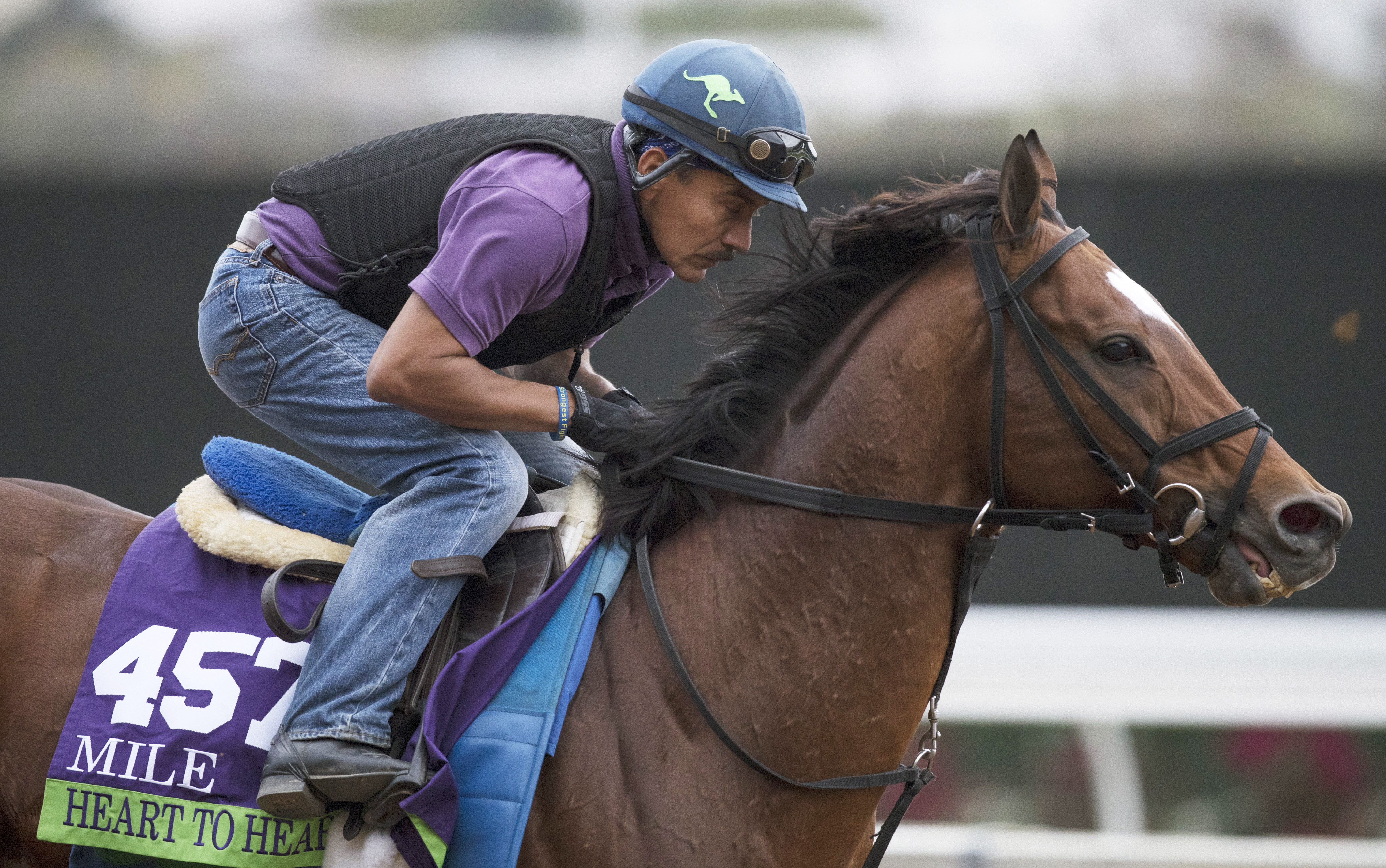 Heart to Heart trains for the Breeders Cup in October 2017