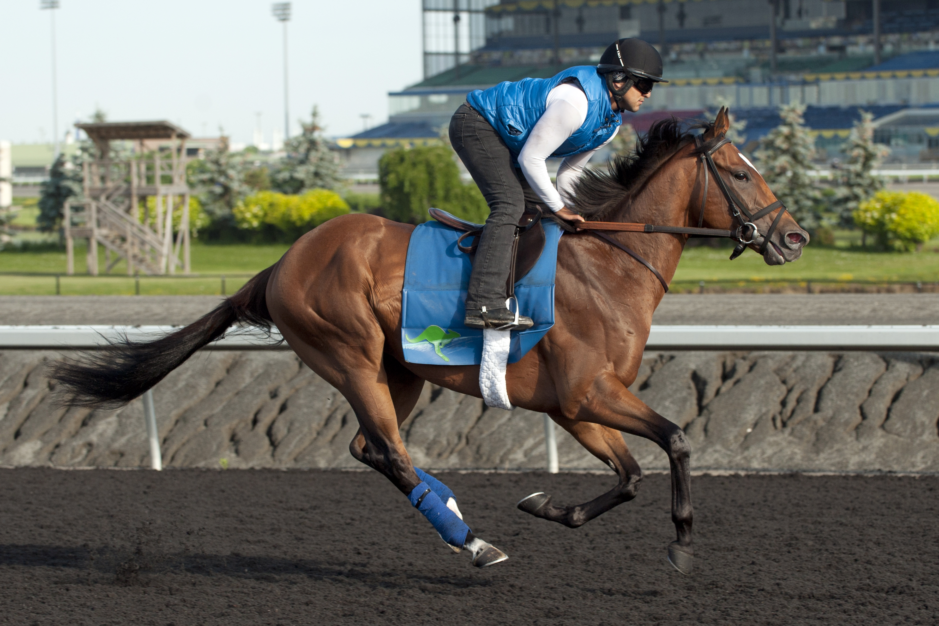 Heart to Heart training at Woodbine on June 30