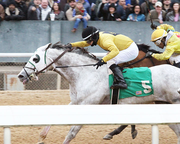 Heartwood wins the 2019 King Cotton Stakes