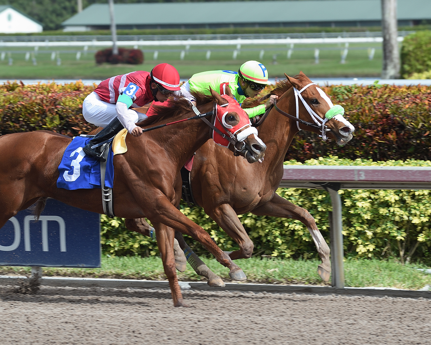 Toni Ann-s Miracle finishes second in a Jan. 15 allowance