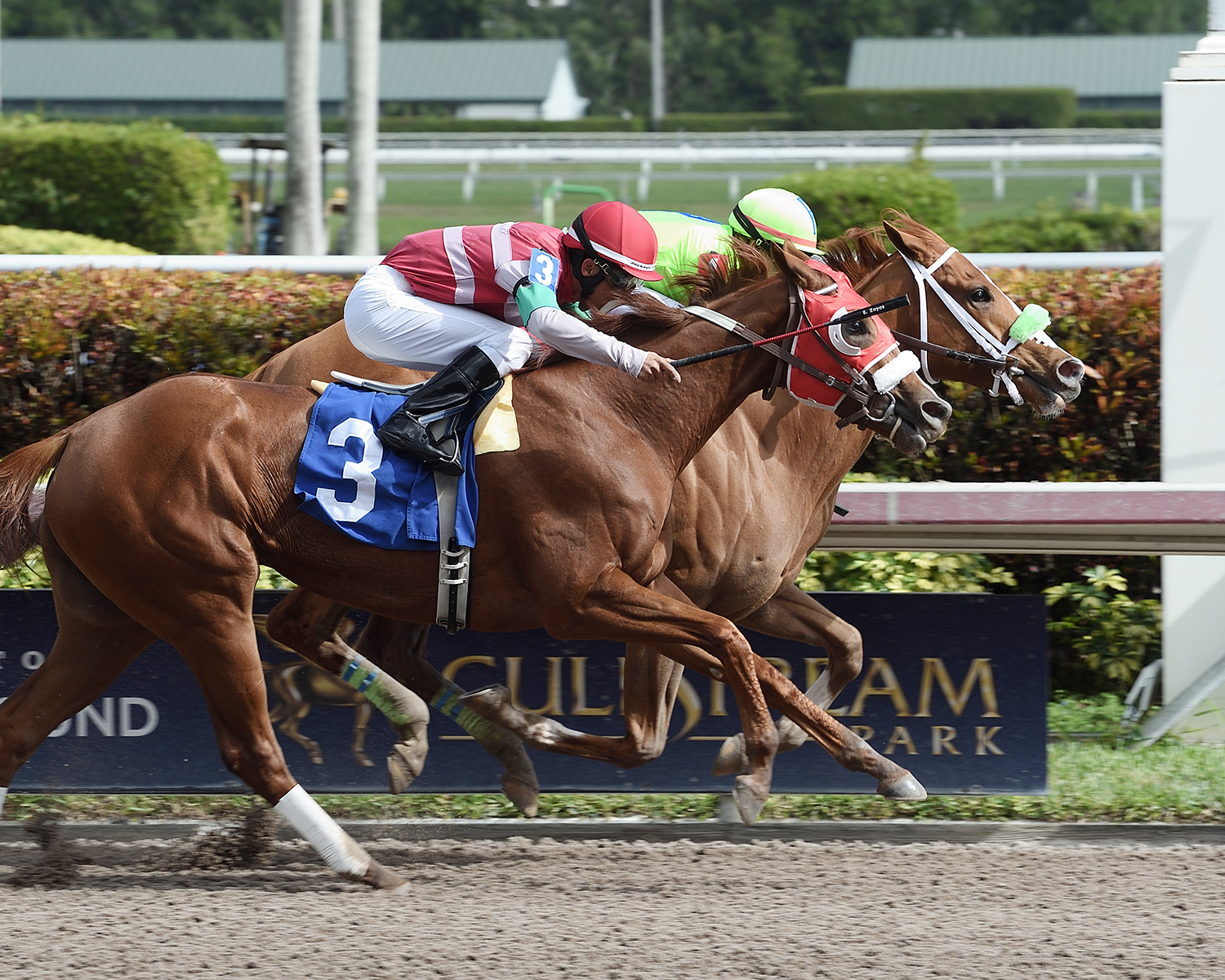 Toni Ann-s Miracle finishes second in a Jan. 15 allowance