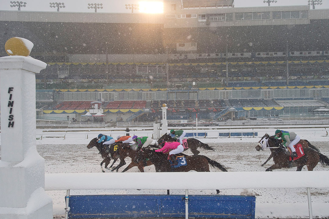 Hello Friends (6) wins a optional claiming race at Woodbine on Nov. 22