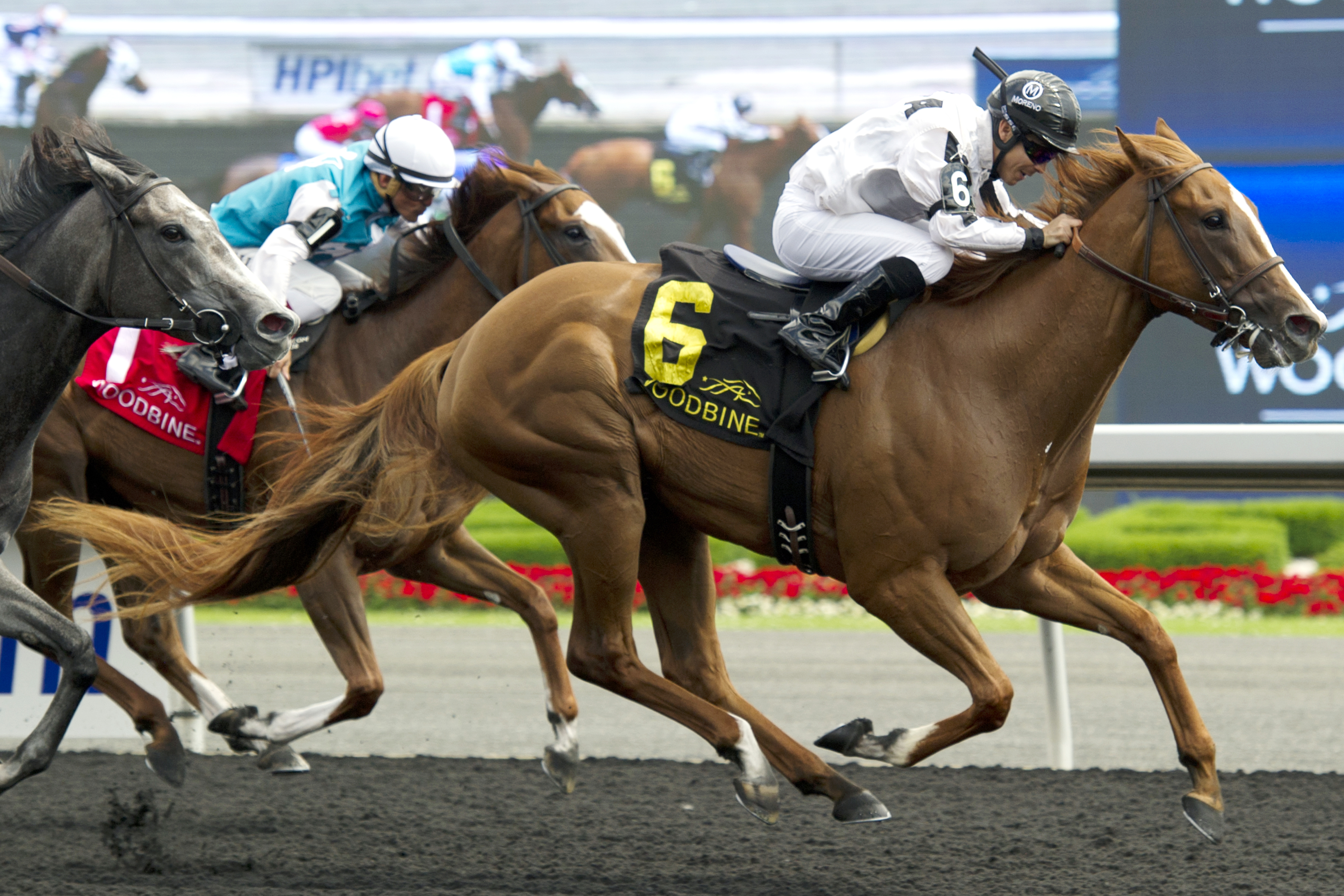 Her Majesty's Flag wins the Duchess