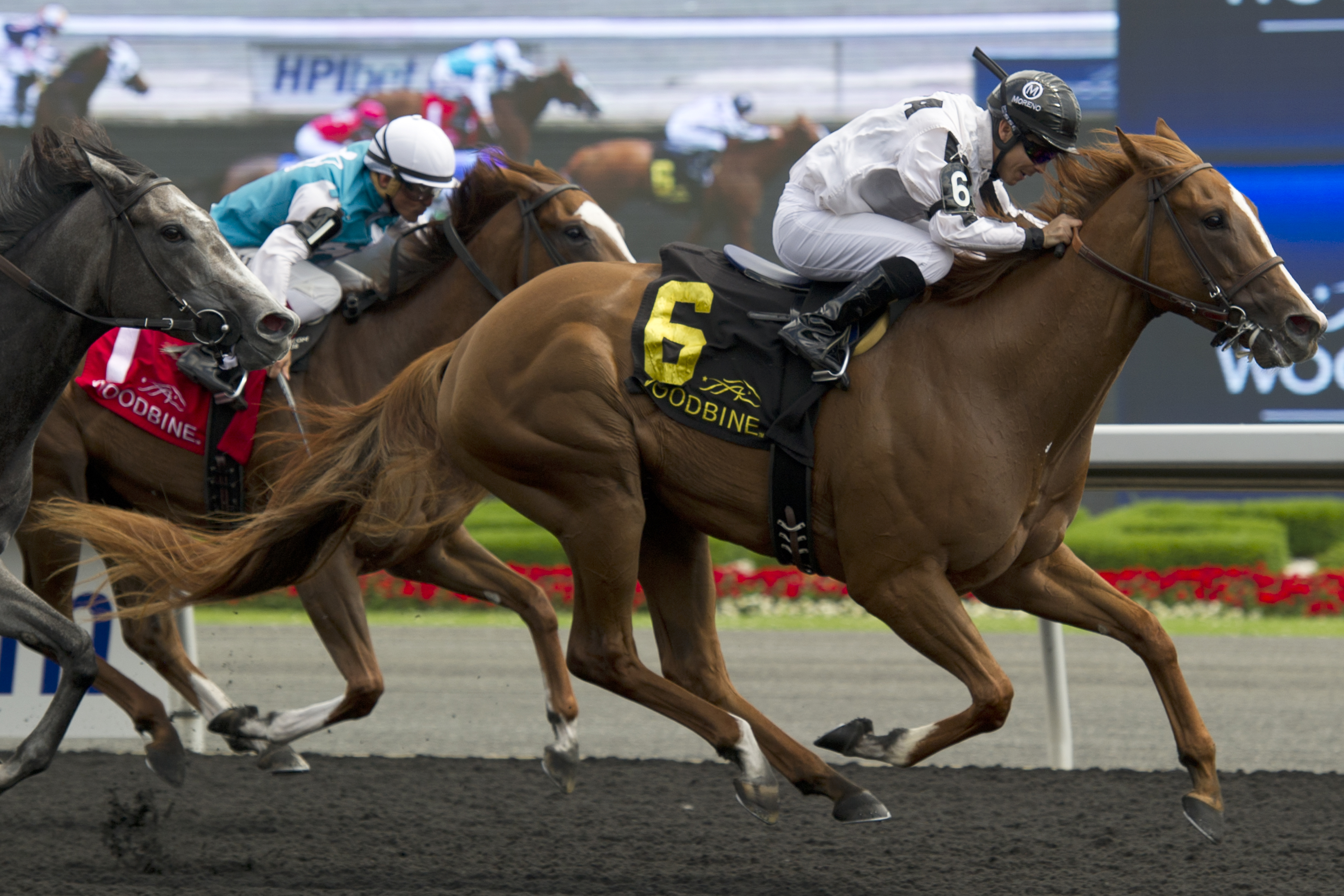 Her Majesty's Flag wins 2015 Duchess