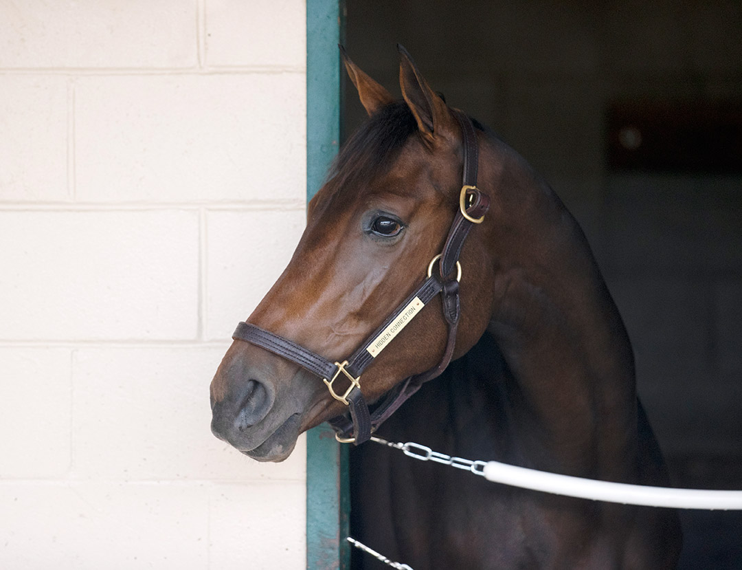 Hidden Connection at Del Mar in November 2021