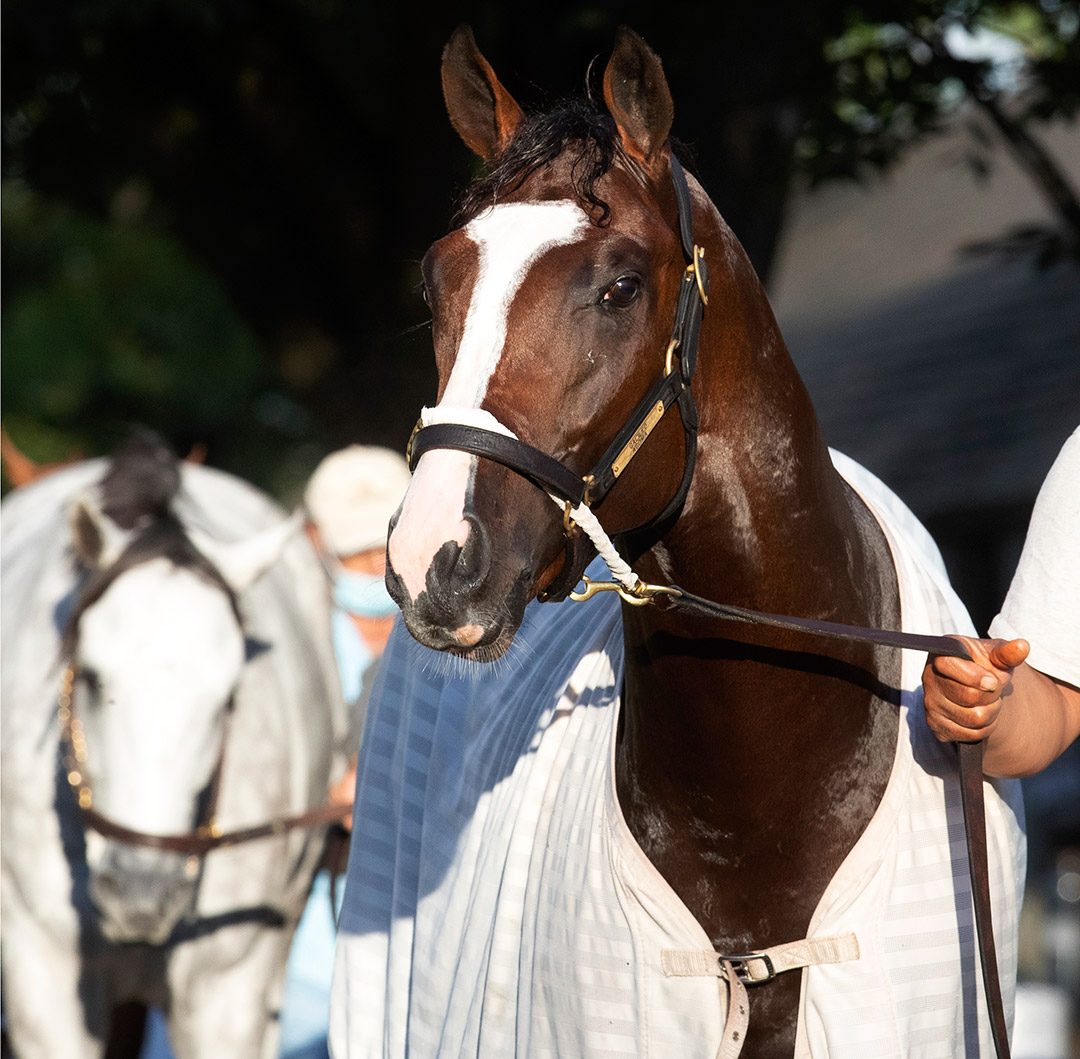 Hidden Enemy at Saratoga Race Course in August 2020