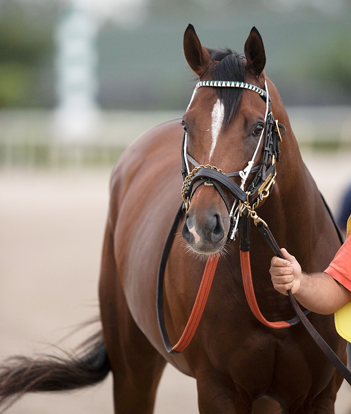 Hidden Scroll at Gulfstream Park on Jan. 17