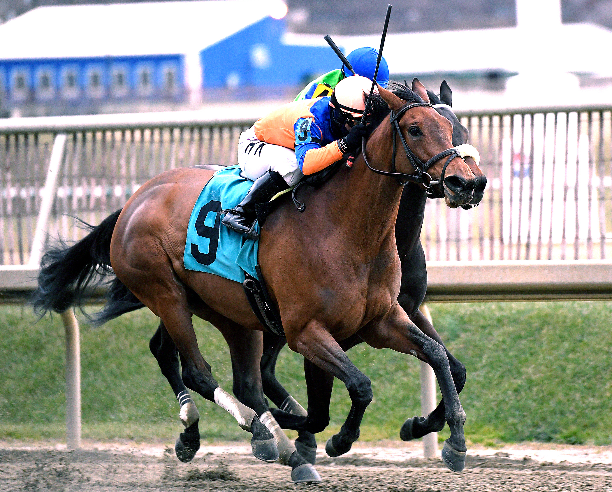 High Ridge Road wins the Thirty Eight Go Go Stakes
