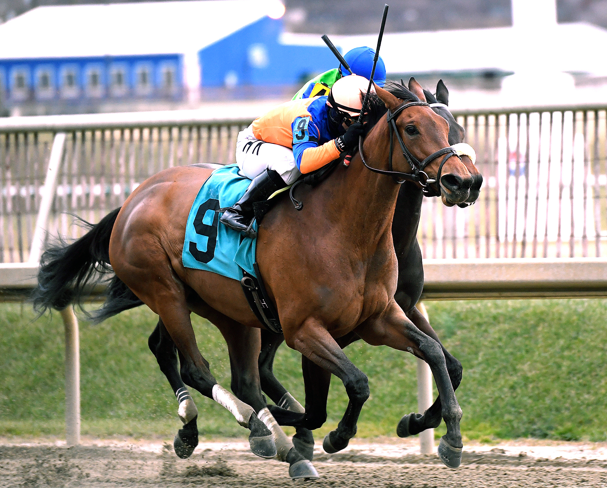 High Ridge Road wins the Thirty Eight Go Go Stakes