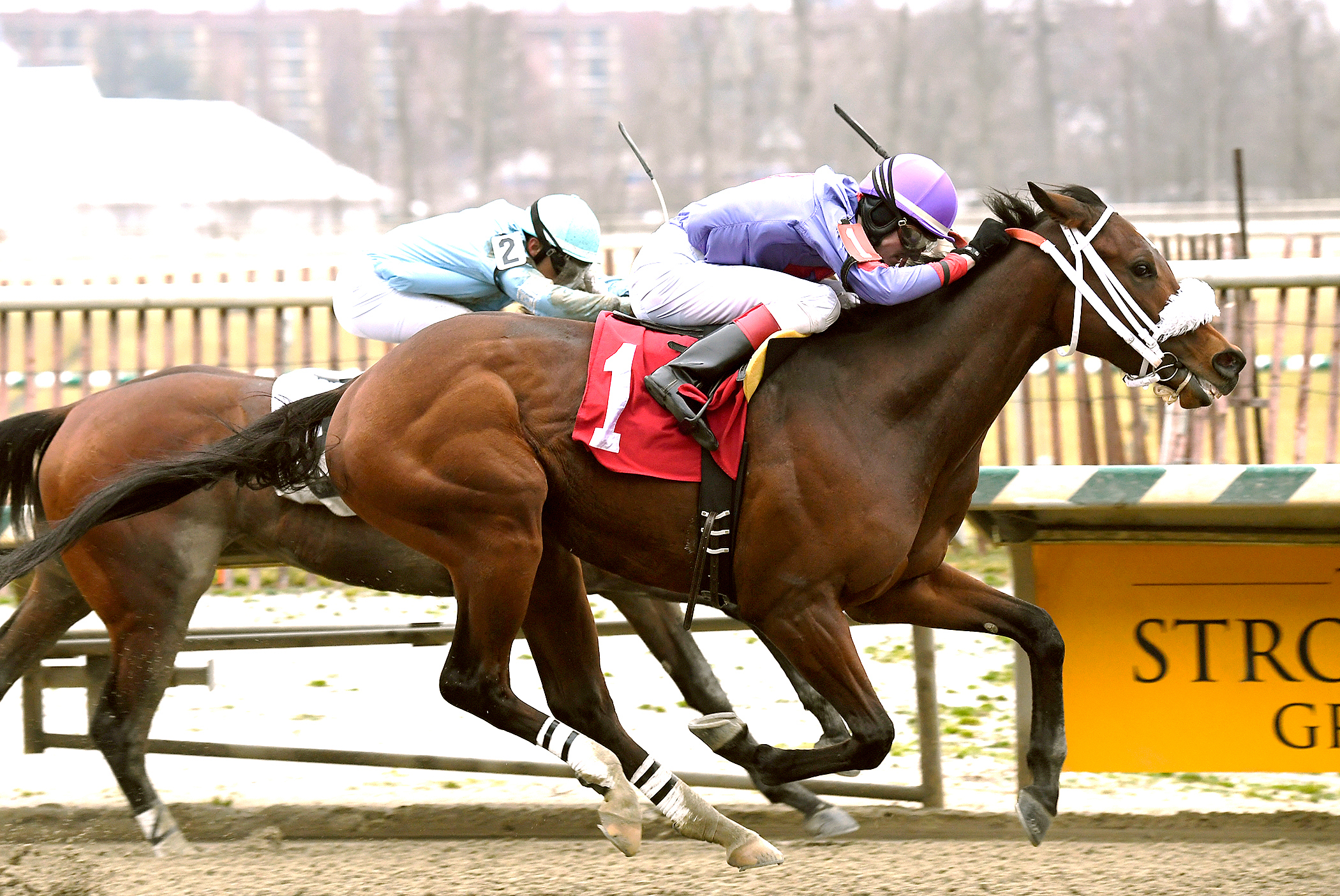High Roller wins the Frank Whiteley Jr. Stakes