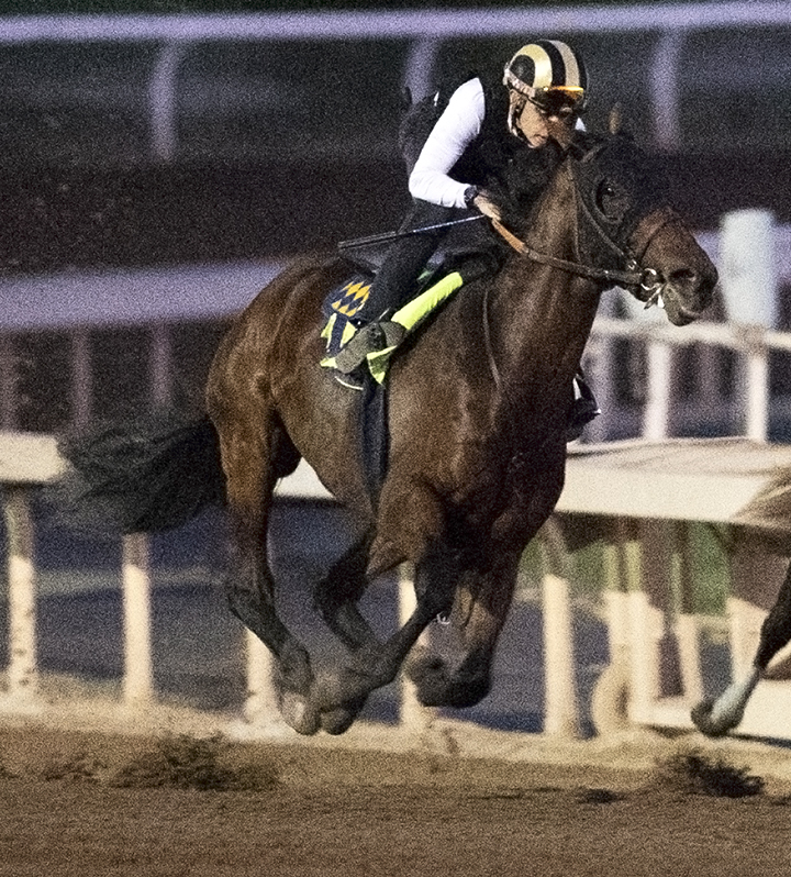 High Velocity trains at Santa Anita Park on Oct. 24
