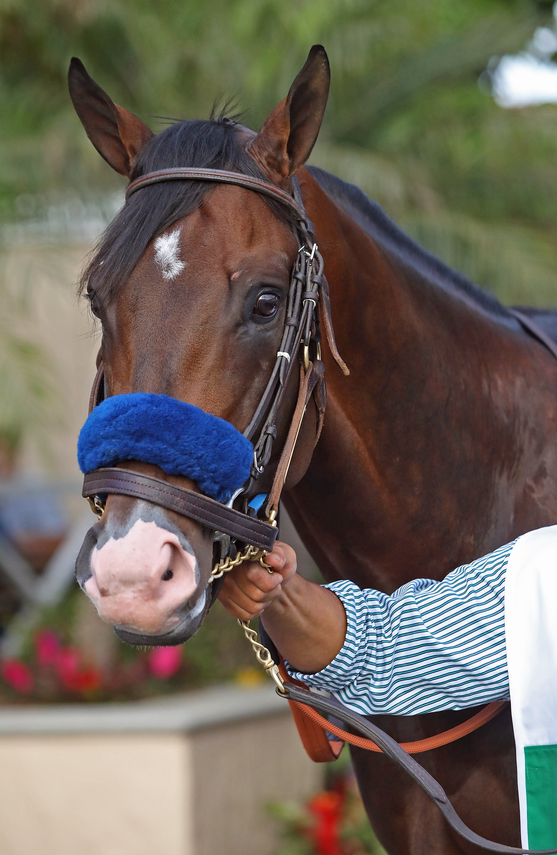 Higher Power before the 2019 Pacific Classic