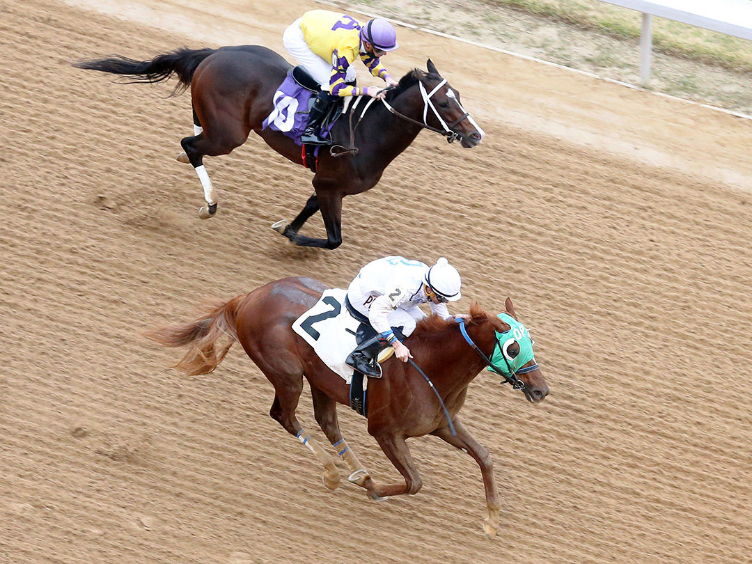 Higher Standard (10) finishes second in the Advent Stakes at Oaklawn