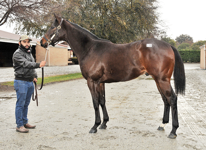 CTBA sale topper by Merit Man