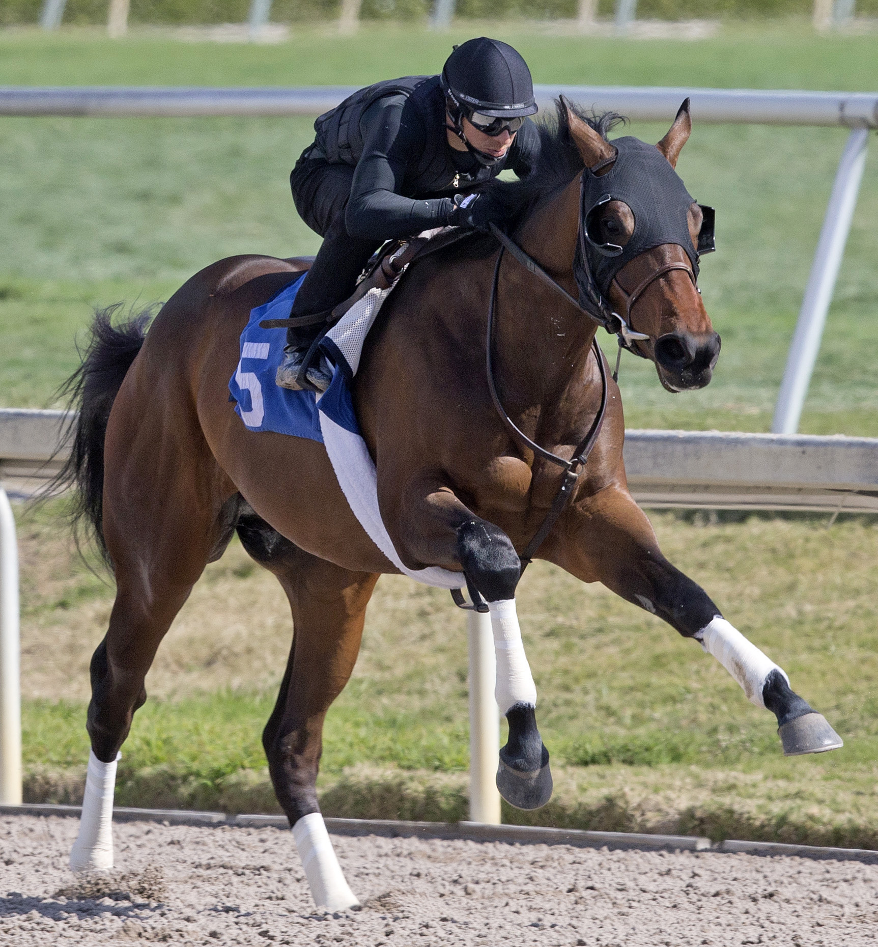 Hip 5 at The Florida Sale undertack show
