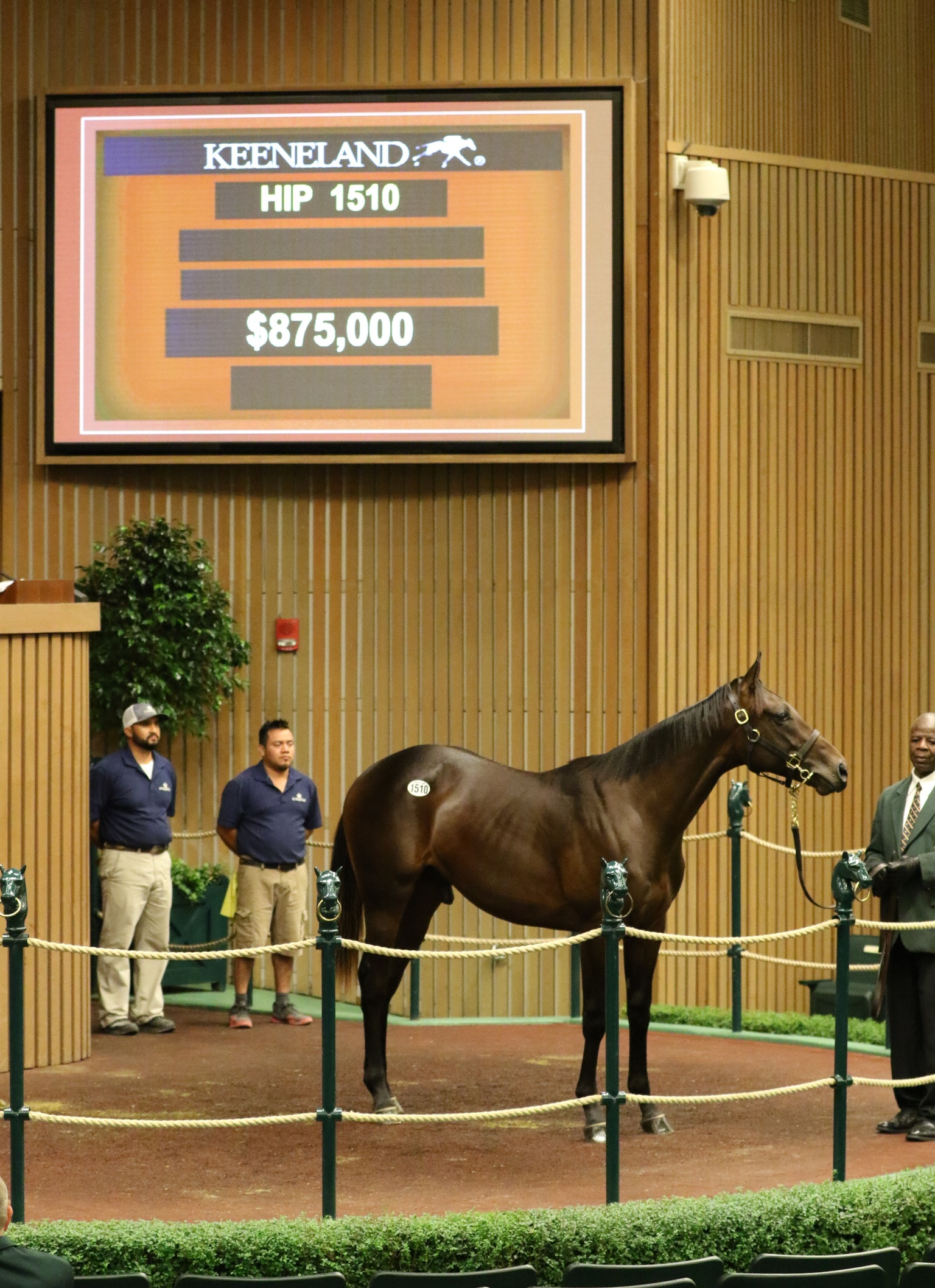 Uncle Mo colt sells at Keeneland sale