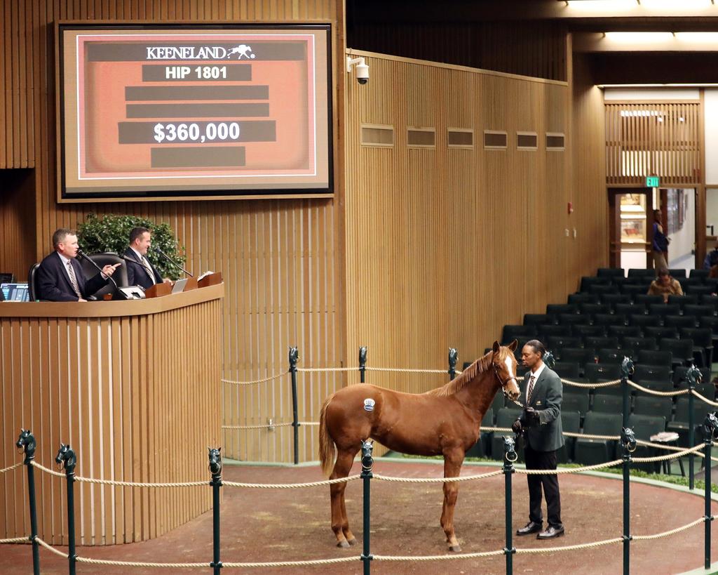 Hip 1801, Audible weanling filly, $360,000