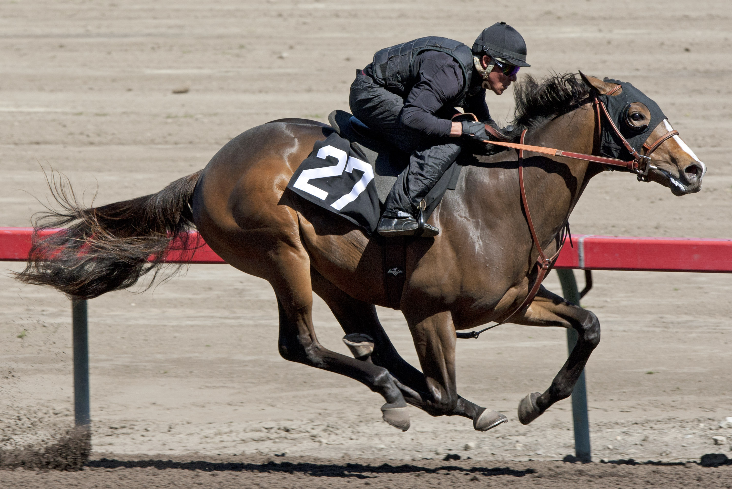 Malibu Moon colt tops 2013 Barretts March sale