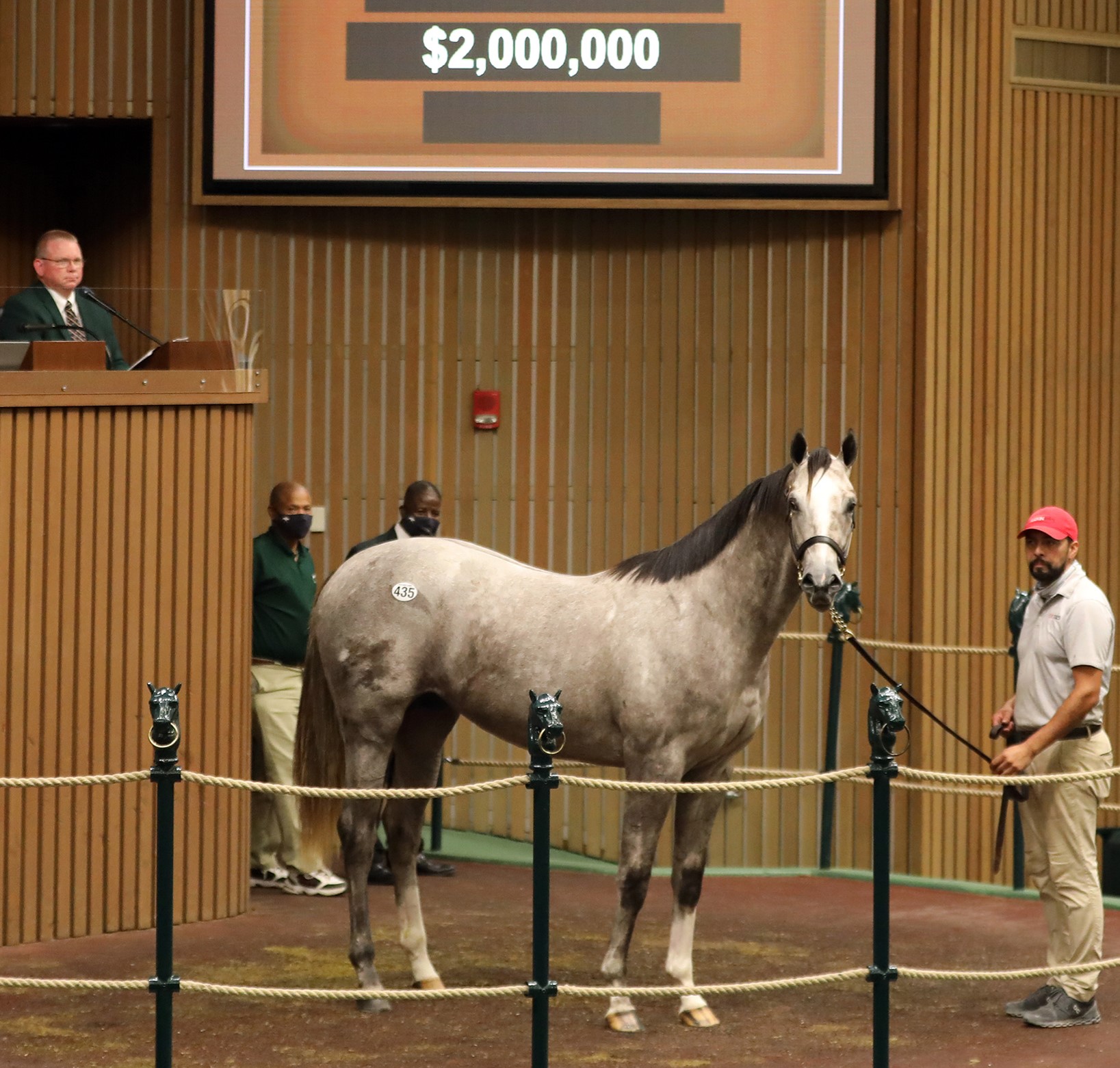 Colt by Tapit
