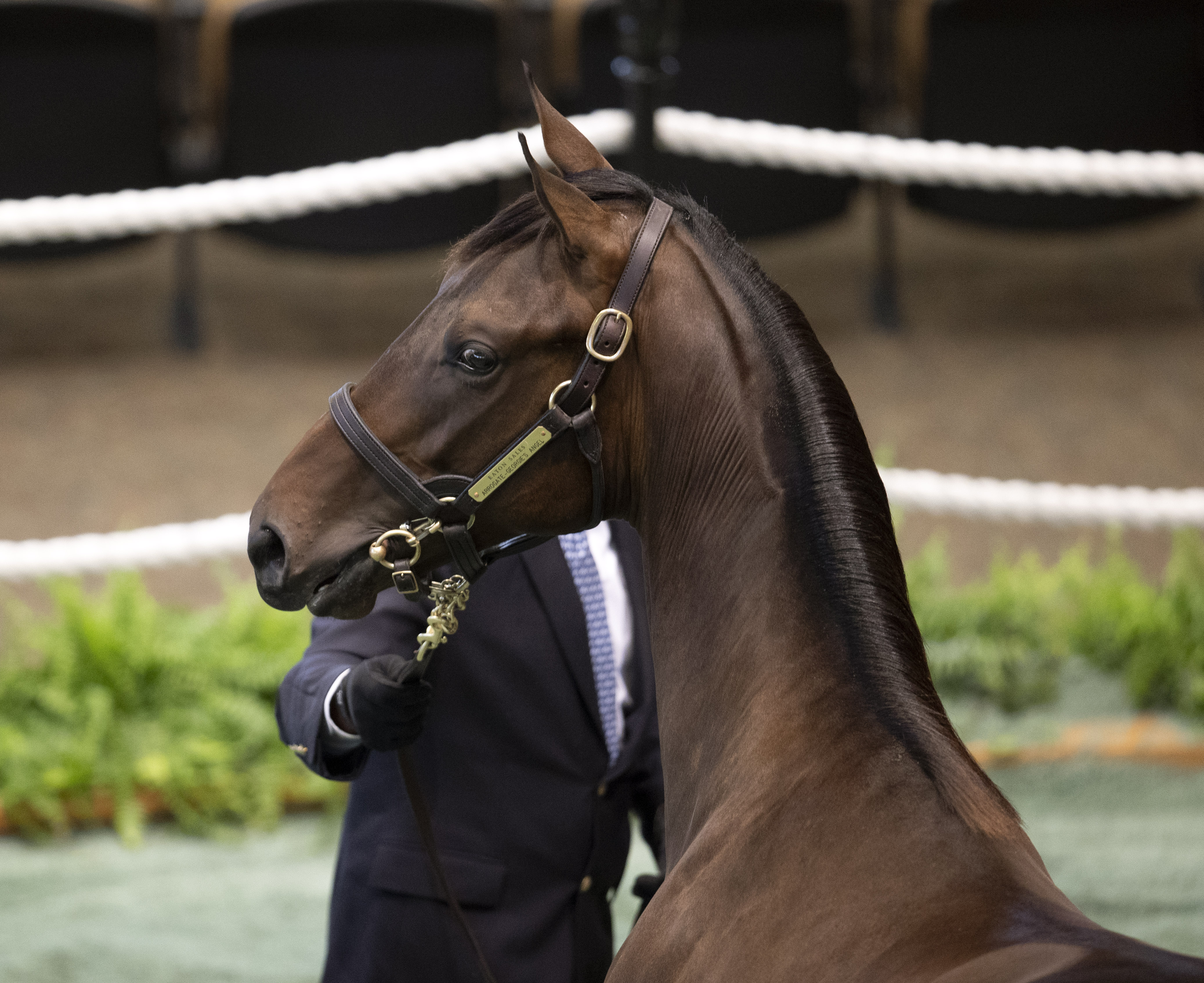 Arrogate colt/F-T New York sale