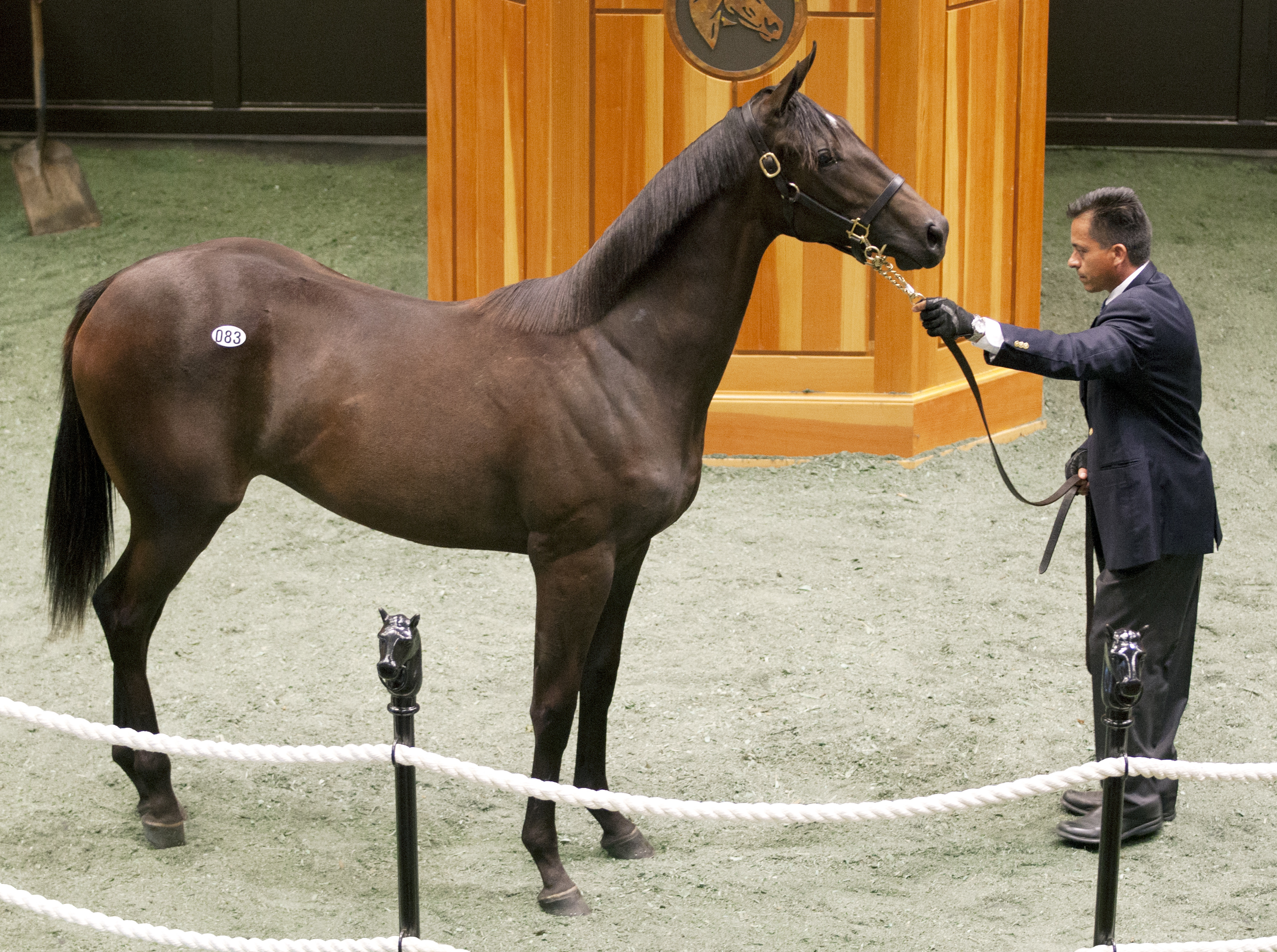 War Front filly sells for $650K at Fasig-Tipton Saratoga