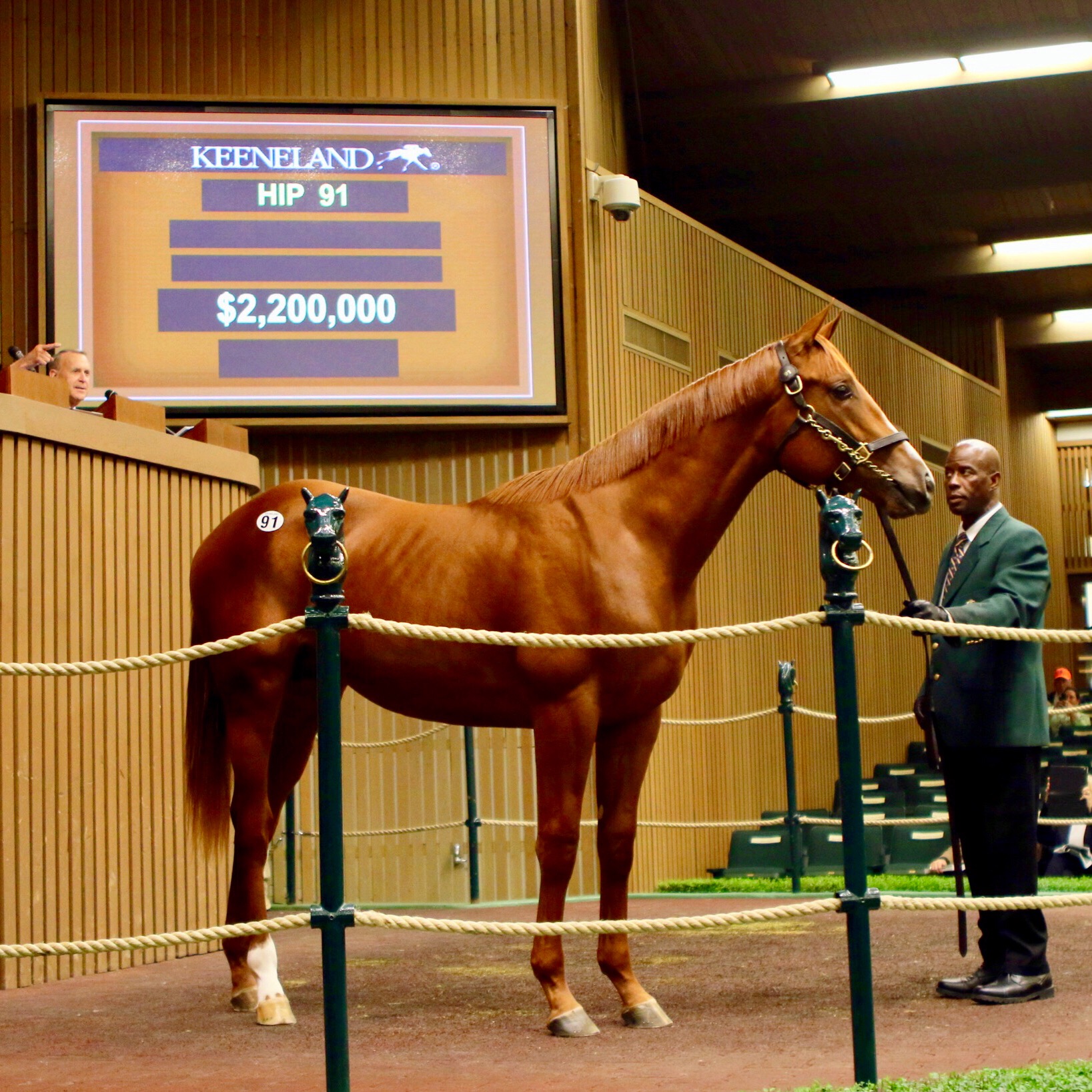 Keeneland September Hip 91 American Pharoah colt