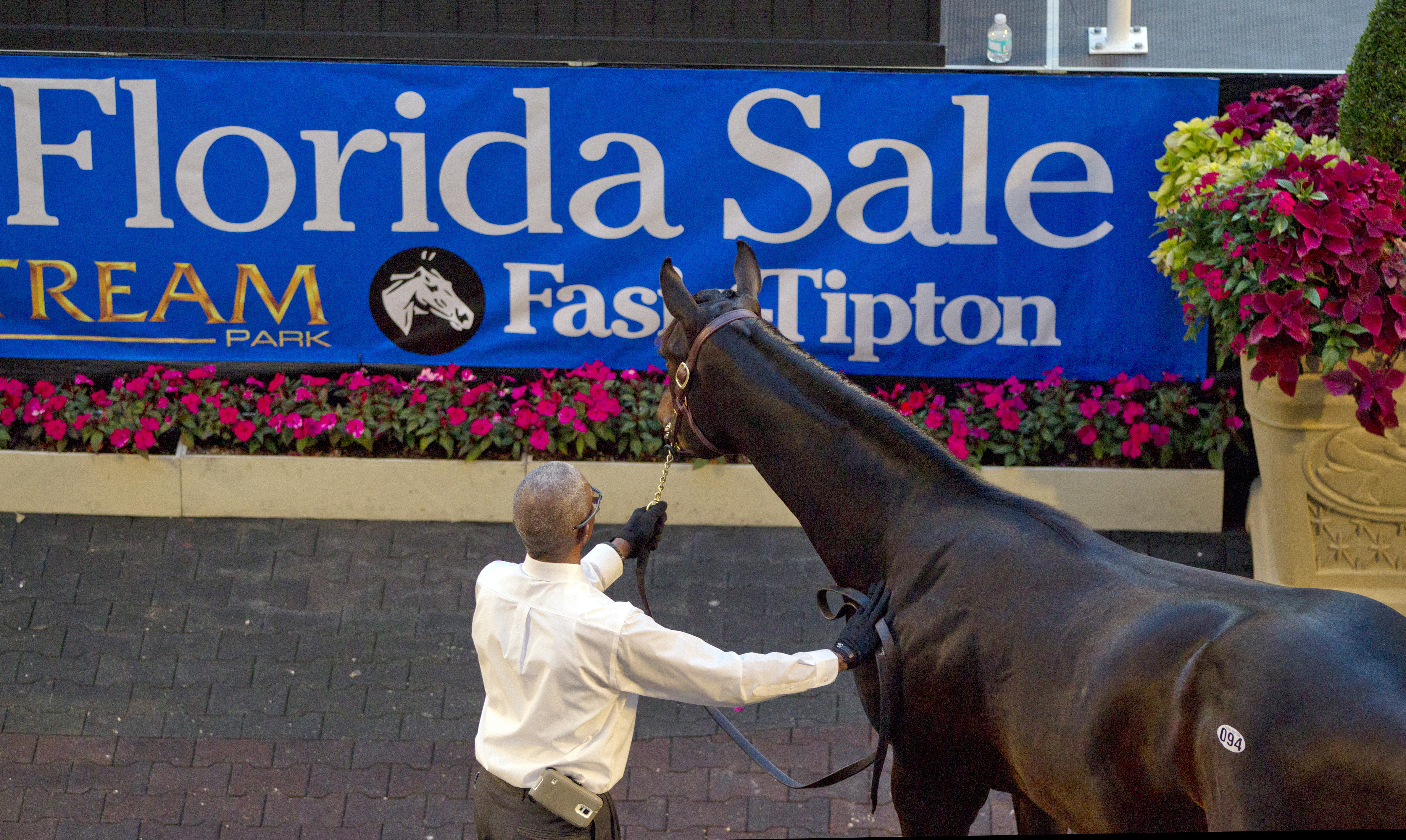 Hip 94 sold for $1 million at The Florida Sale