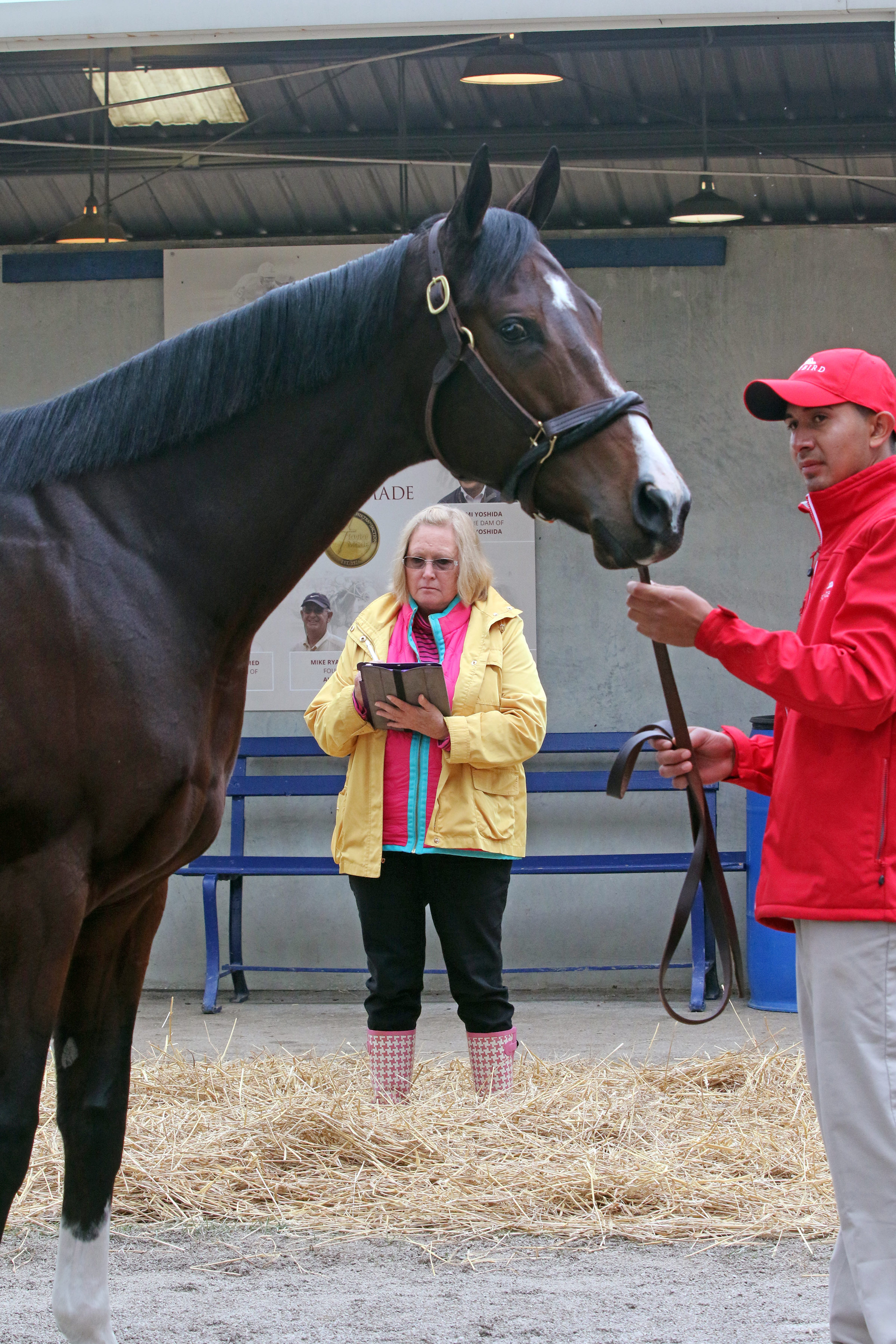 Fasig November: Songbird sells for $9.5 million