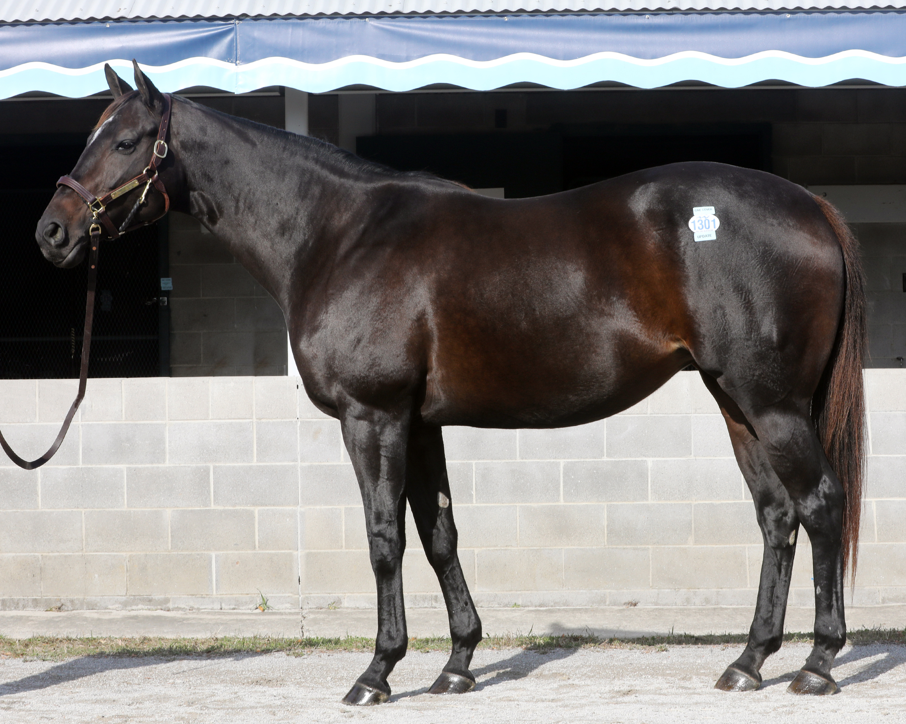 Ultimate Cause hip 1301 Keeneland November Sale 2019