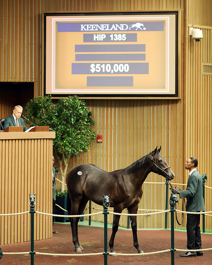 A Quality Road colt sells for $510,000 at the Keeneland September yearling sale Sunday