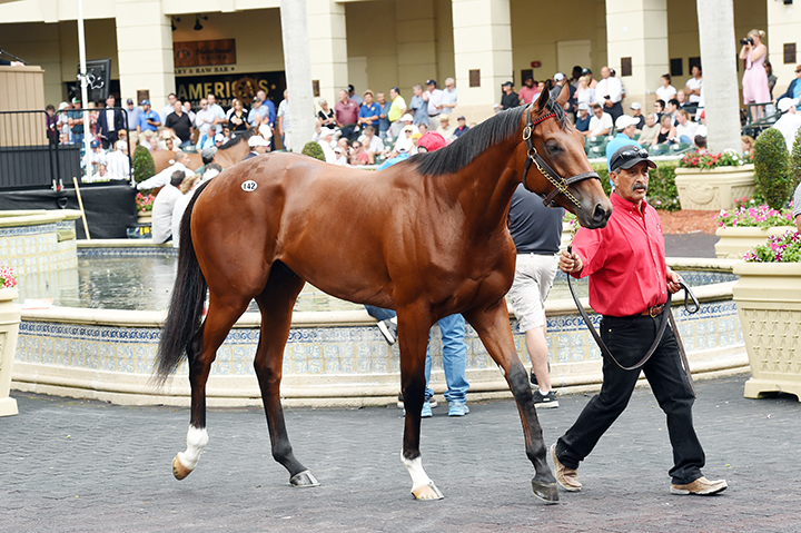 Hip 142 at the Fasig-Tipton Gulfstream Sale