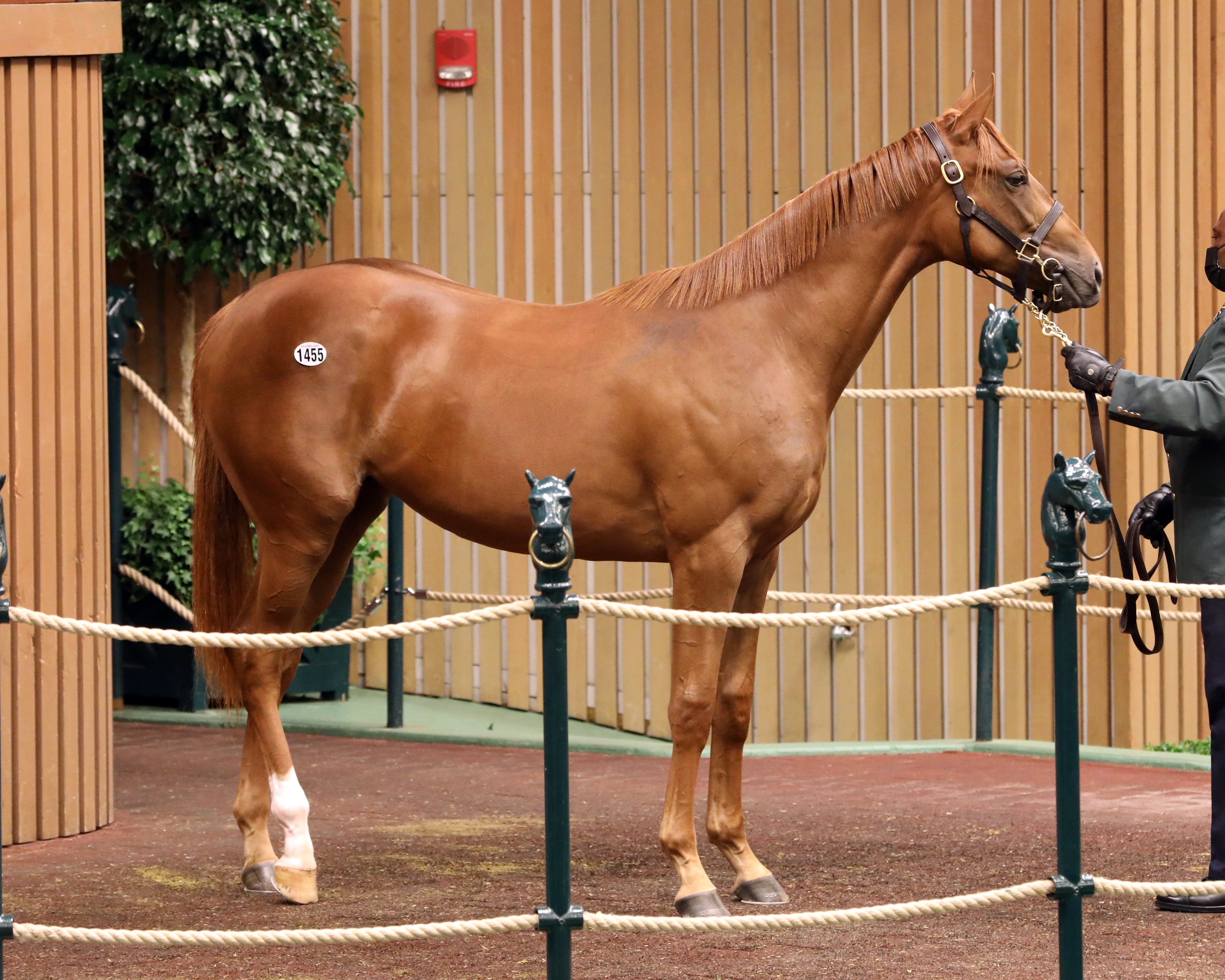 $800,000 Book 3 Curlin filly
