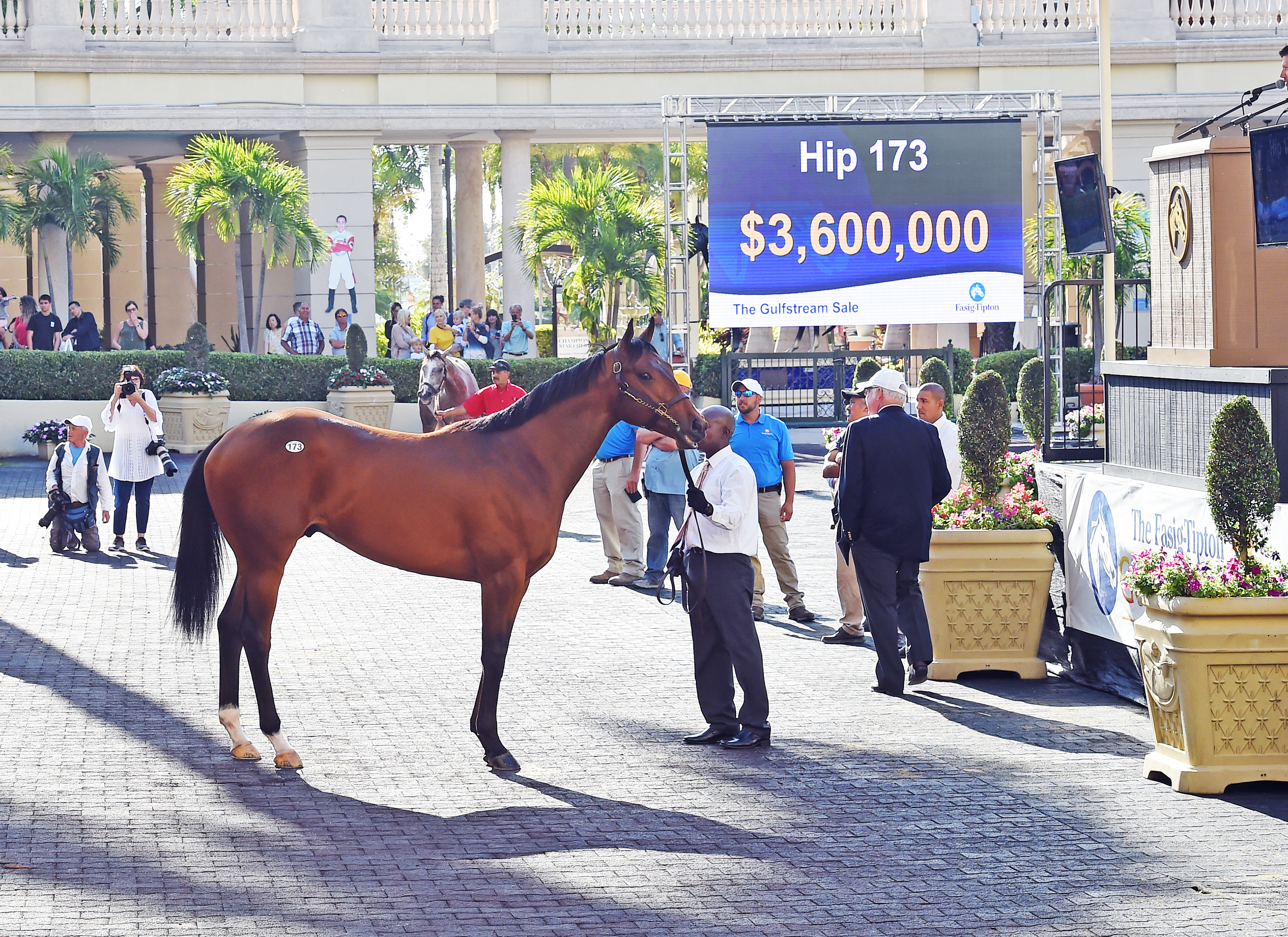 Hip 173 - Curlin/Achieving - 2019 F-T Gulfstream Sale