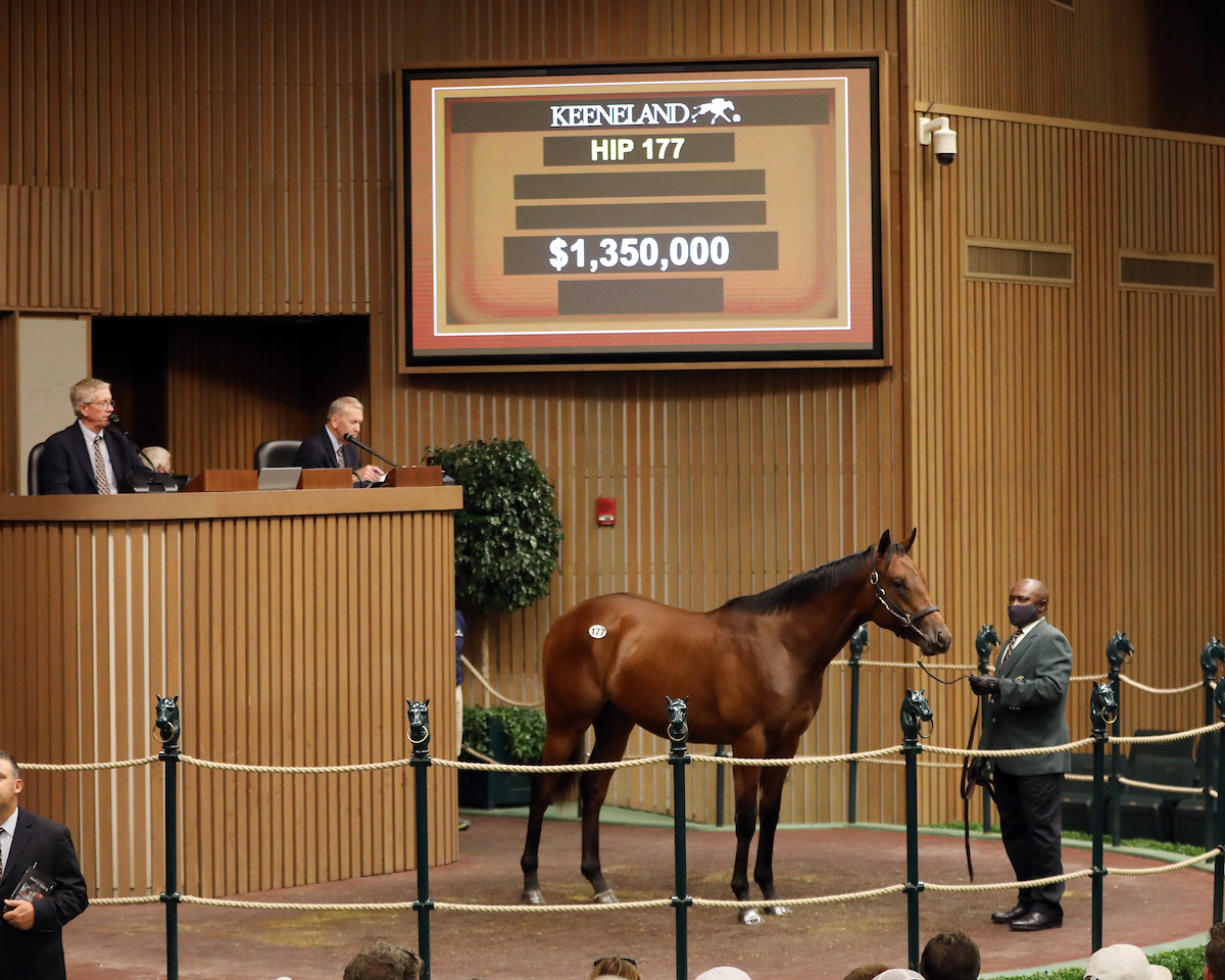 Hip 177, hijo de Into Mischief es vendido por $1,350,000 #KeeSept