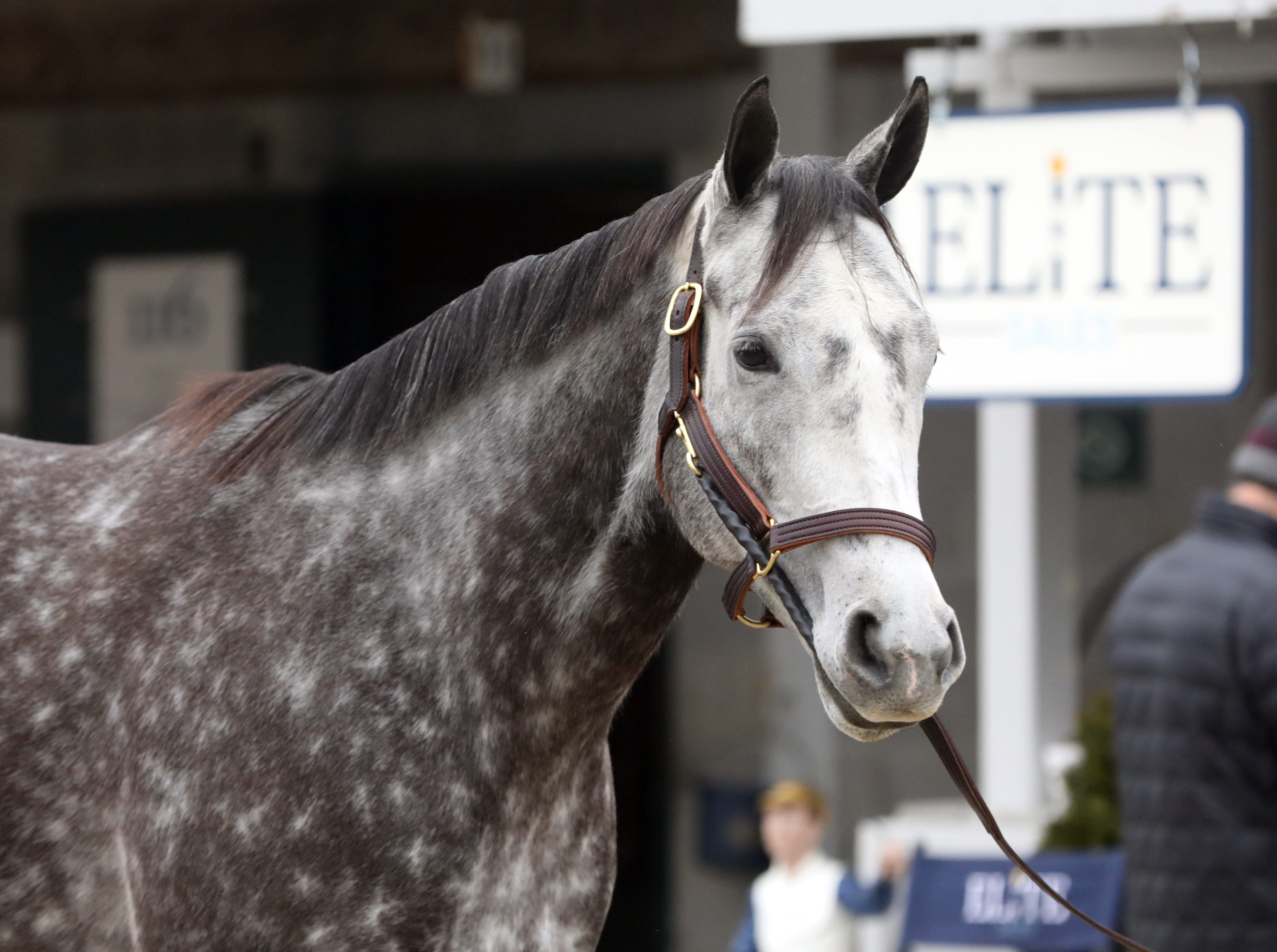 Royal Charlotte / Keeneland Sales / January 20201