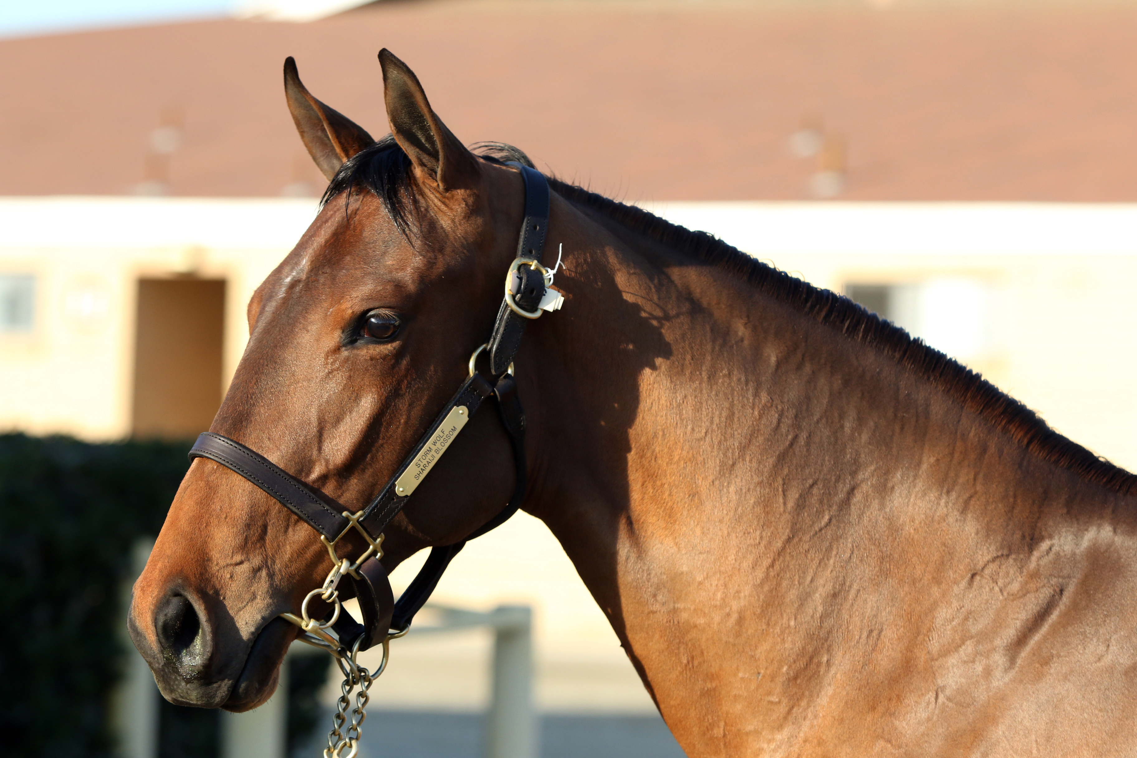 Barretts January sale top juvenile