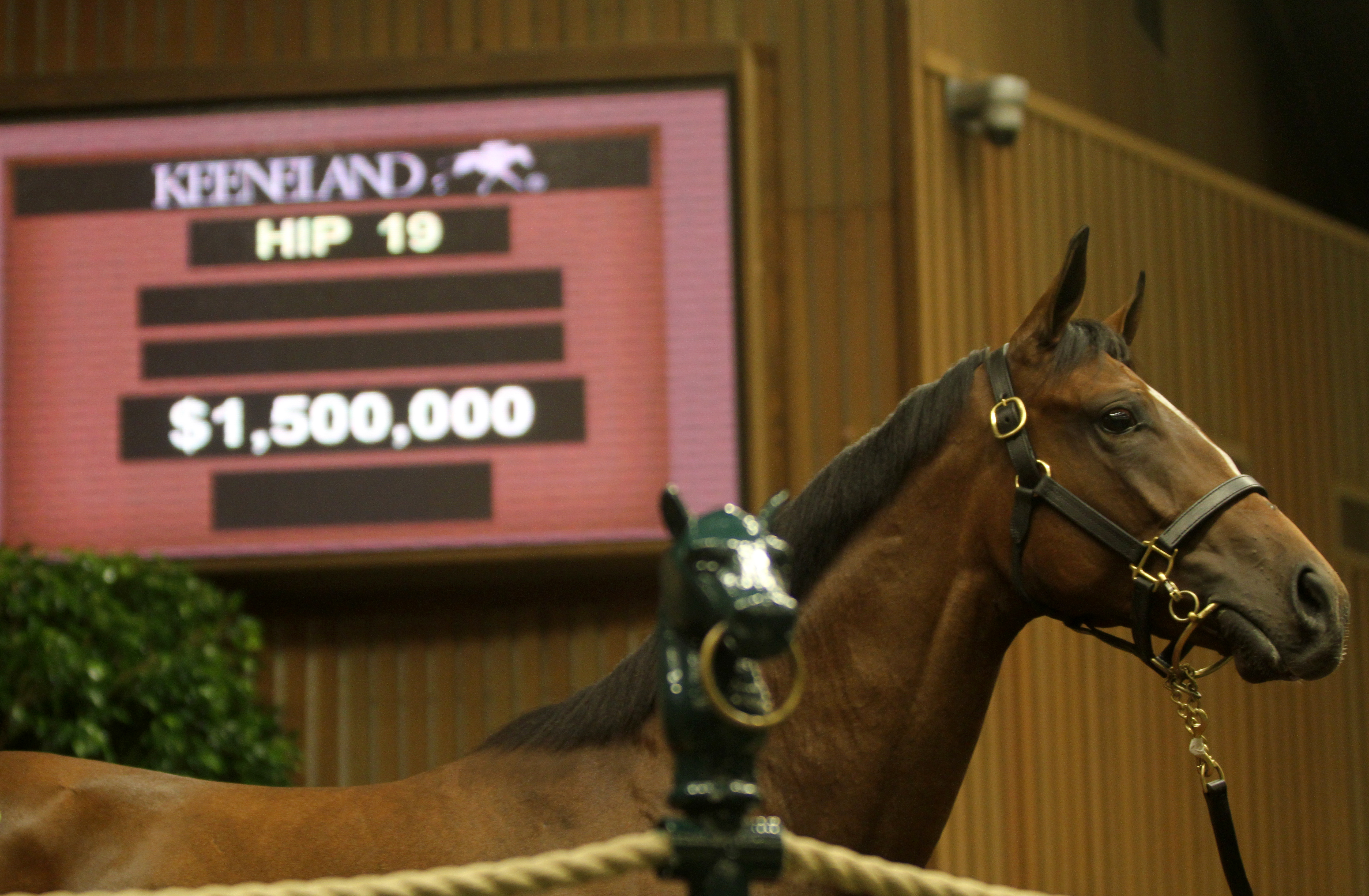 Medaglia d'Oro filly-first session topper at Keeneland