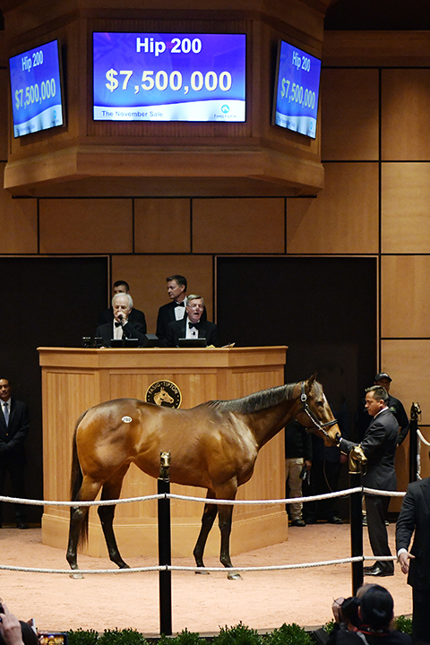 Lady Aurelia sells for $7.5 million at the Fasig-Tipton November Sale