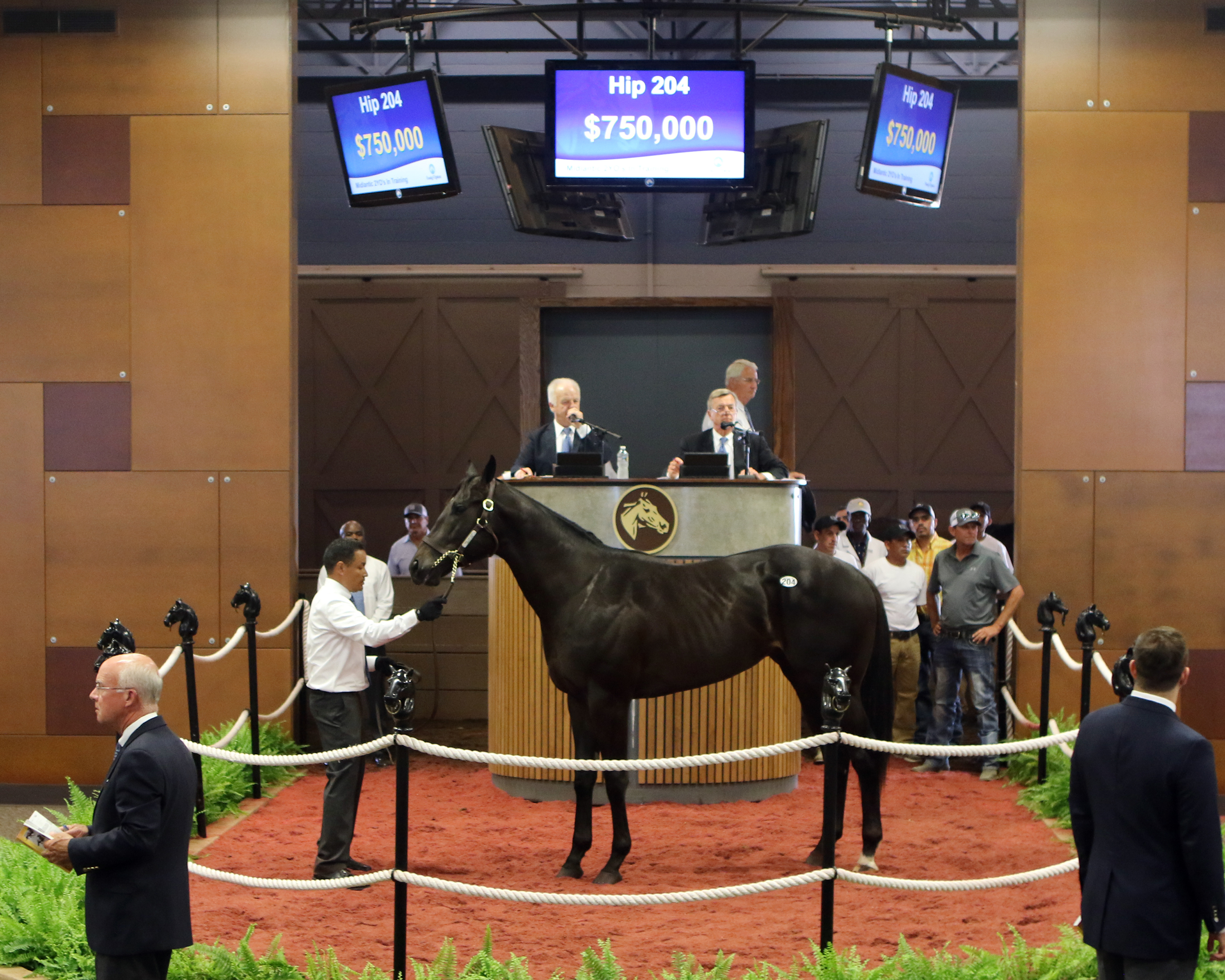 More Than Ready colt/FT  Midlantic