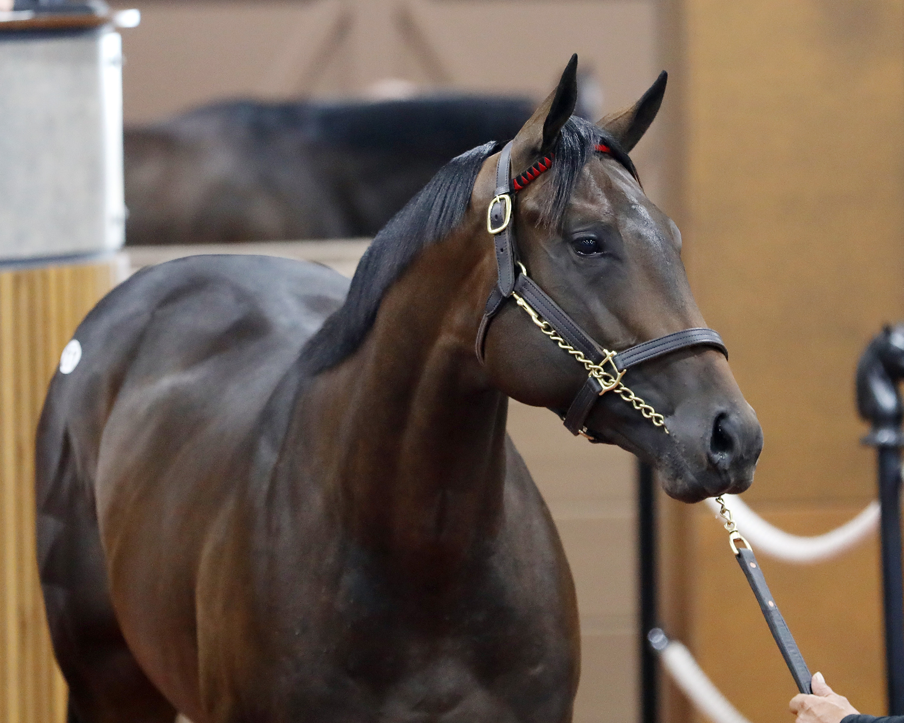 $1.5M Quality Road colt