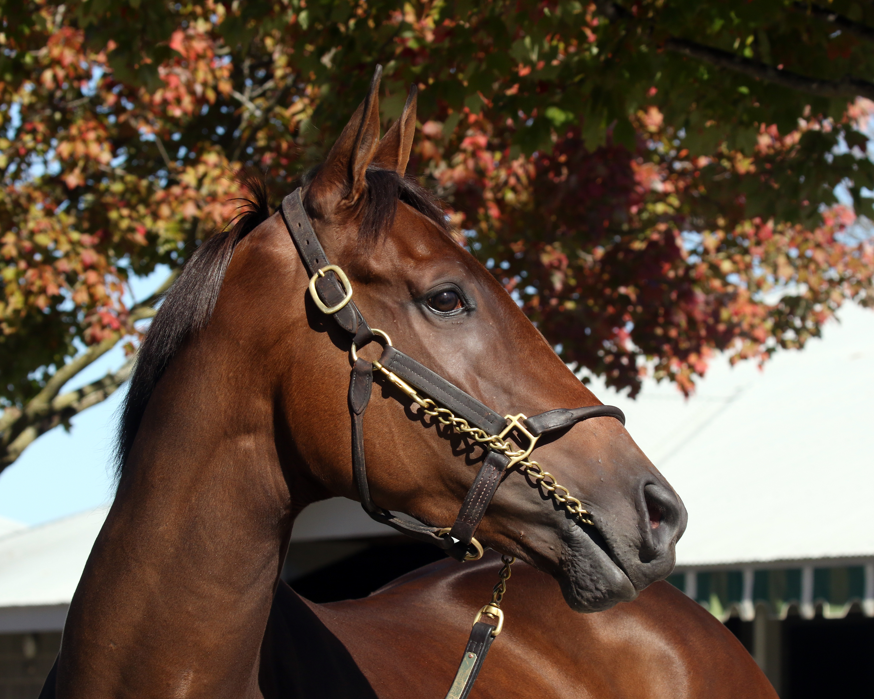 Paris Lights/Keeneland November