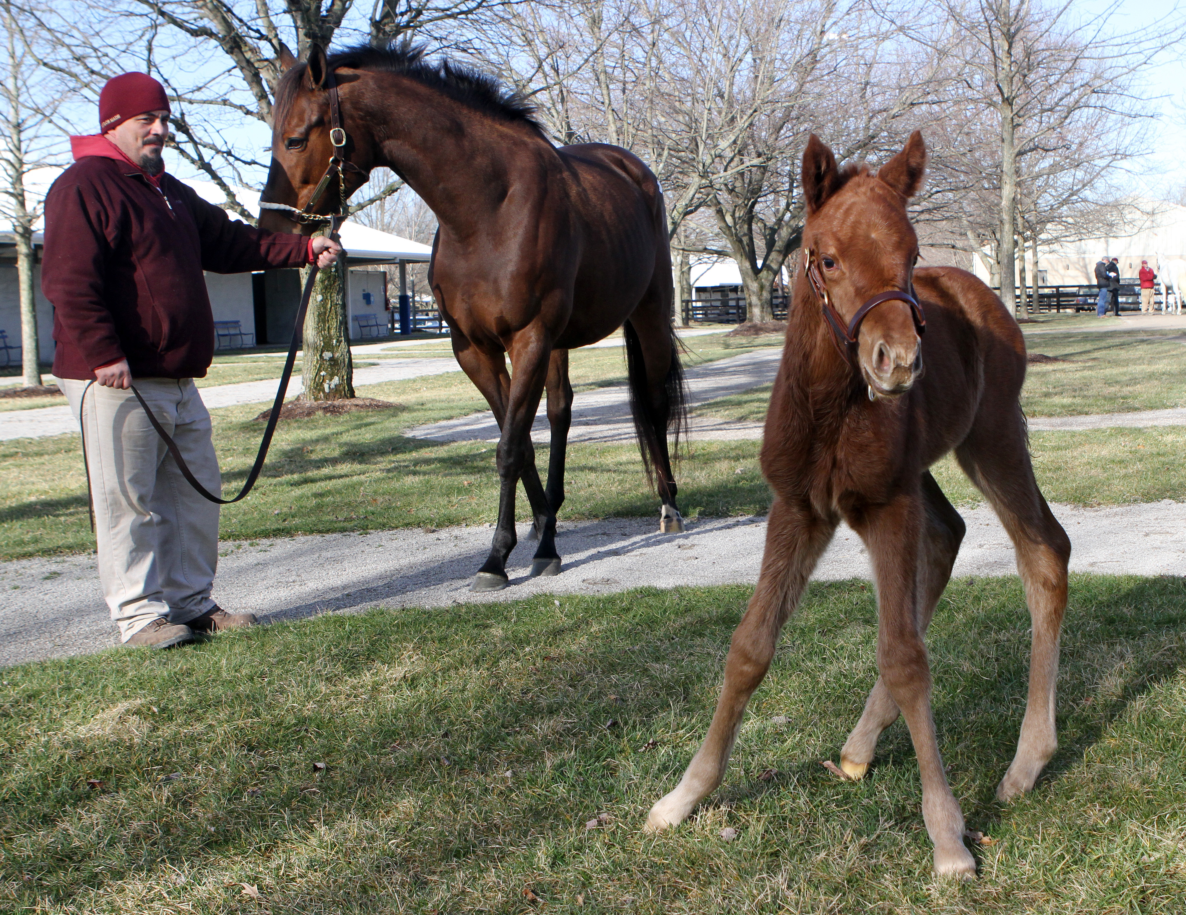 Sealy Hill and foal